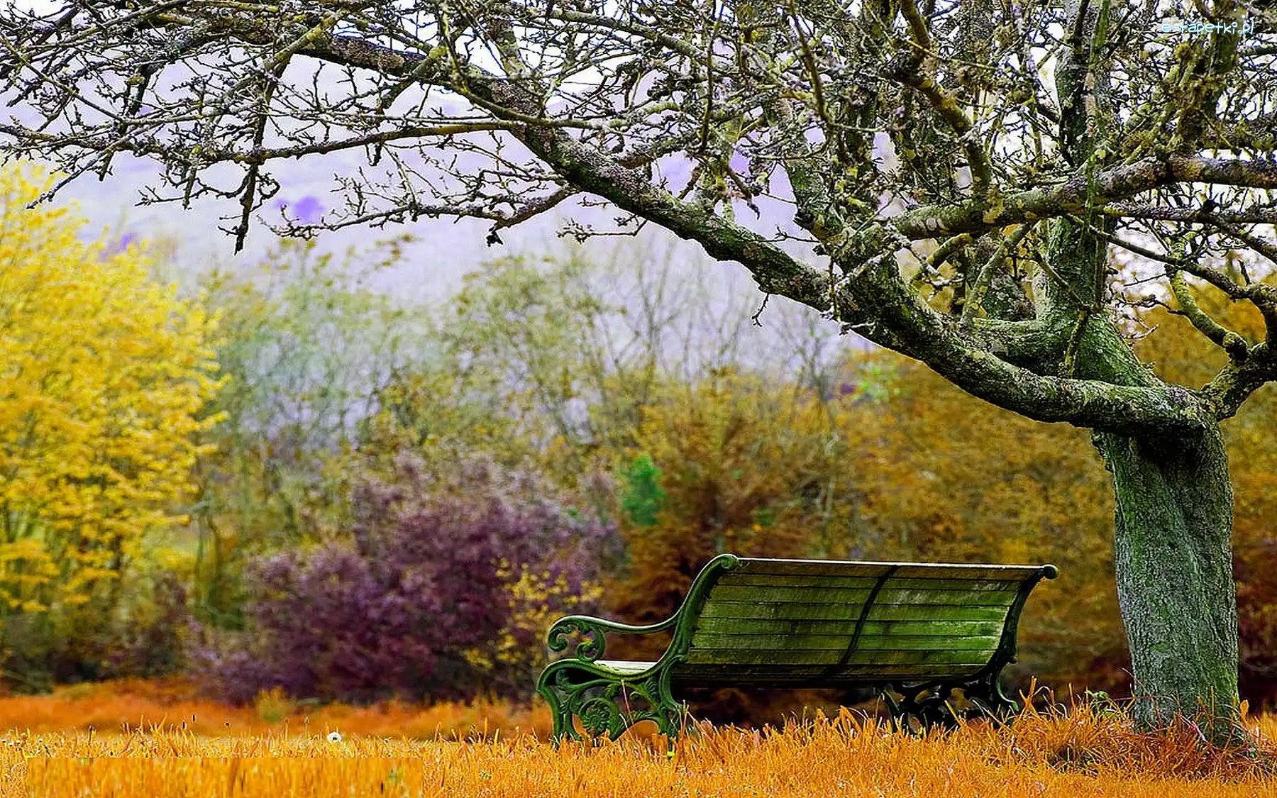 Ławka, Drzewo, Park