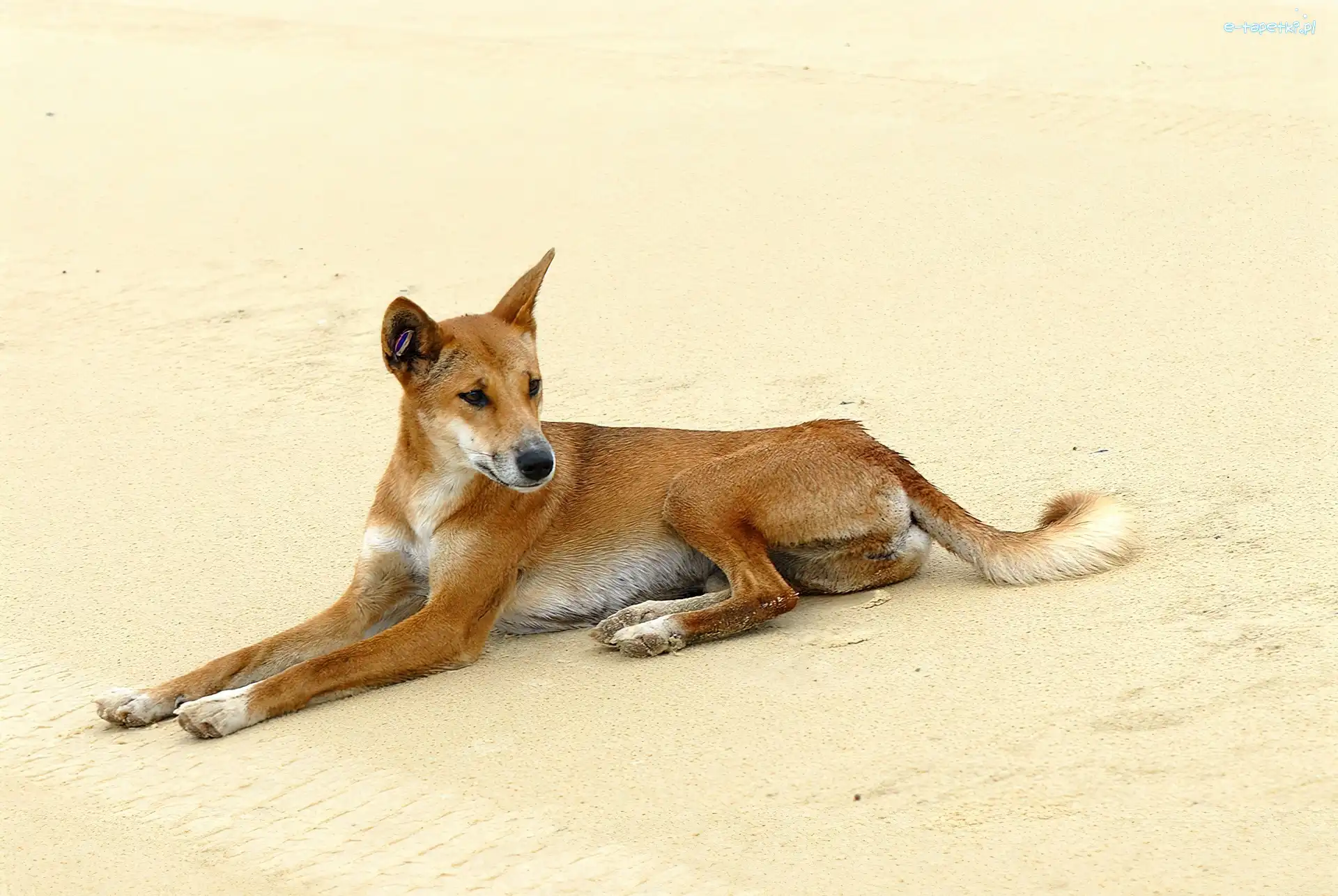 Dingo, Pies, Dziki
