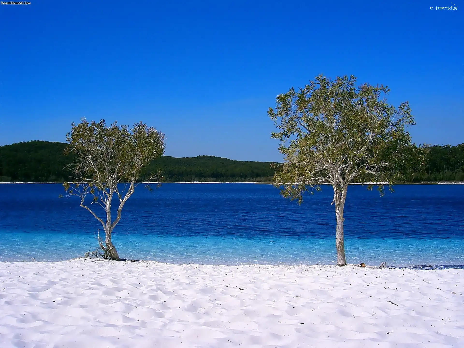 Wyspa, Drzewa, Frazer Island, Australia, Jezioro