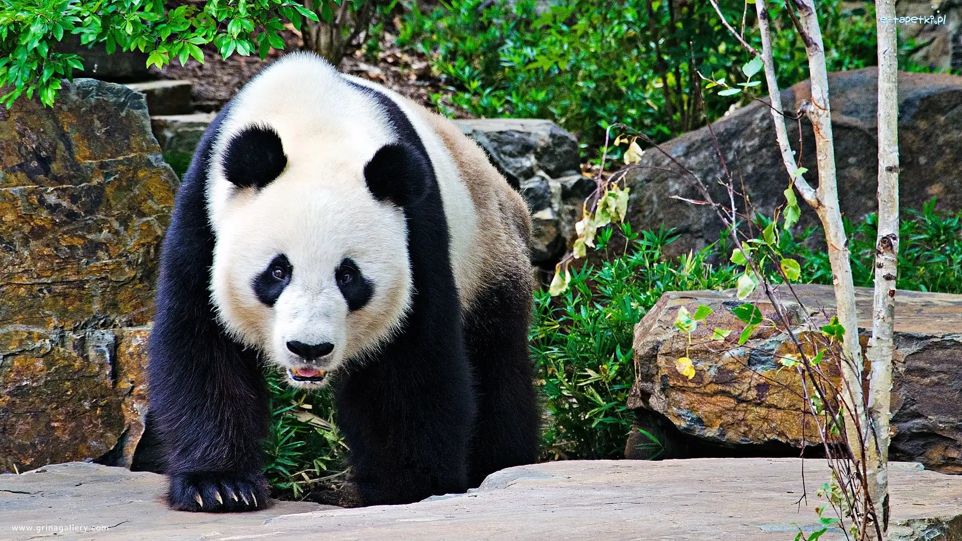 Panda, Skały, Las, Miś