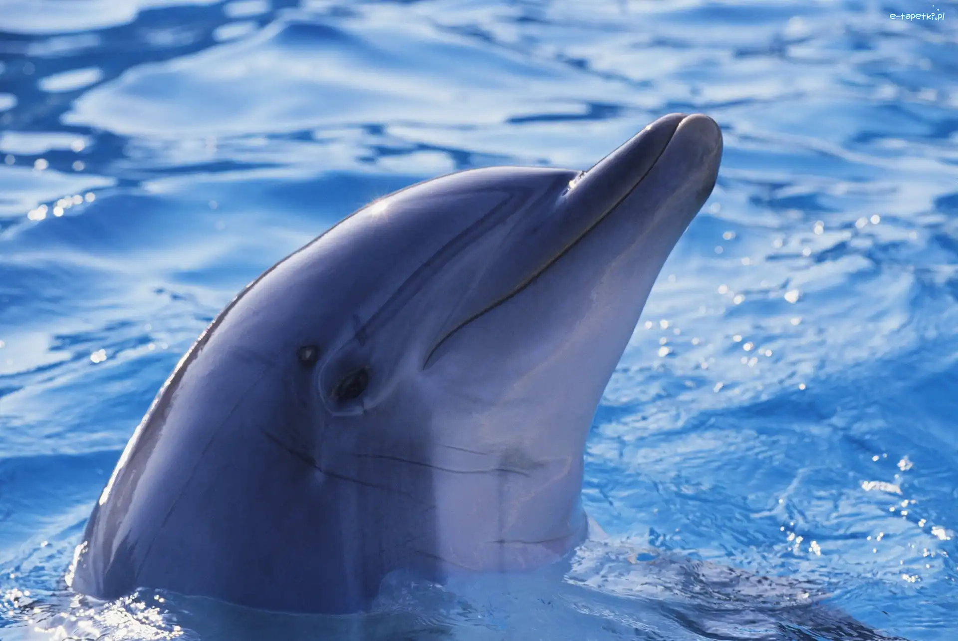 Woda, Delfin
