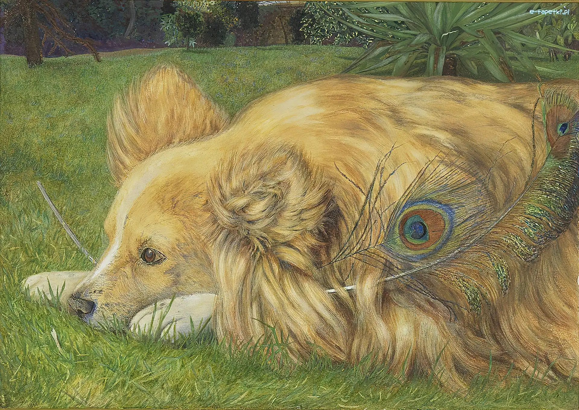 Pawie, Łąka, Piórko, Piesek