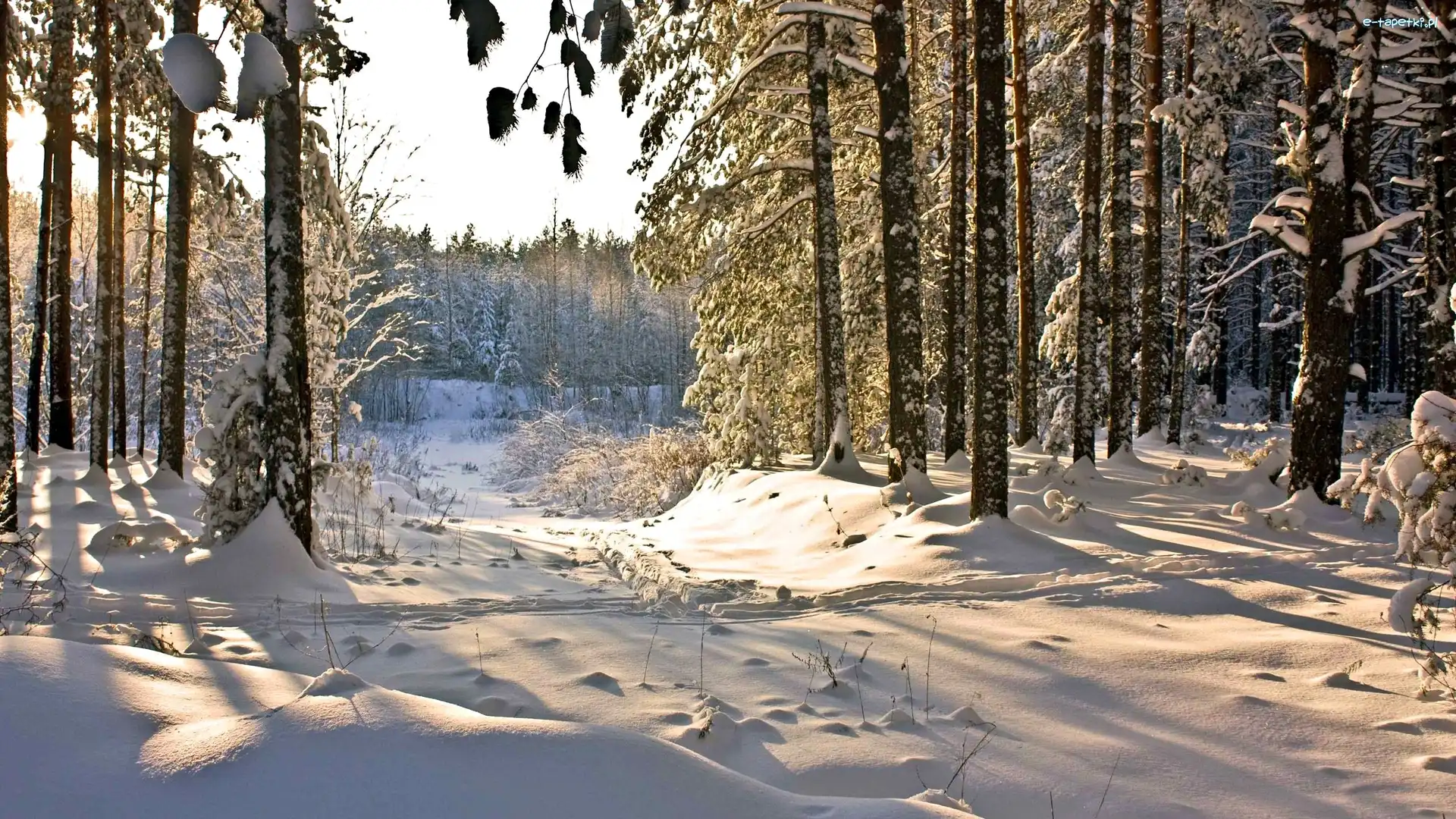 Poranek, Śnieg, Las