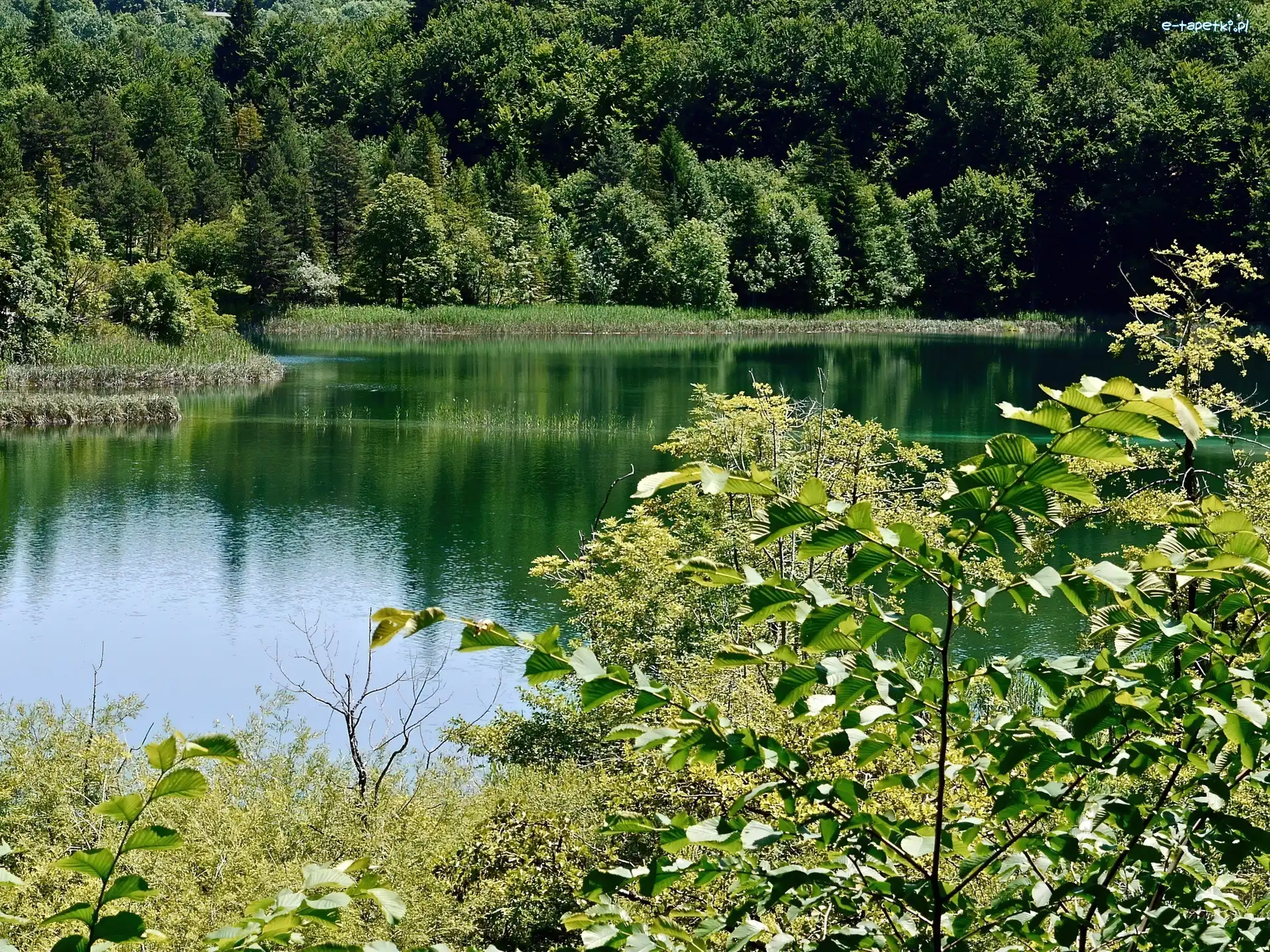 Jezioro, Lato, Krzewy, Las