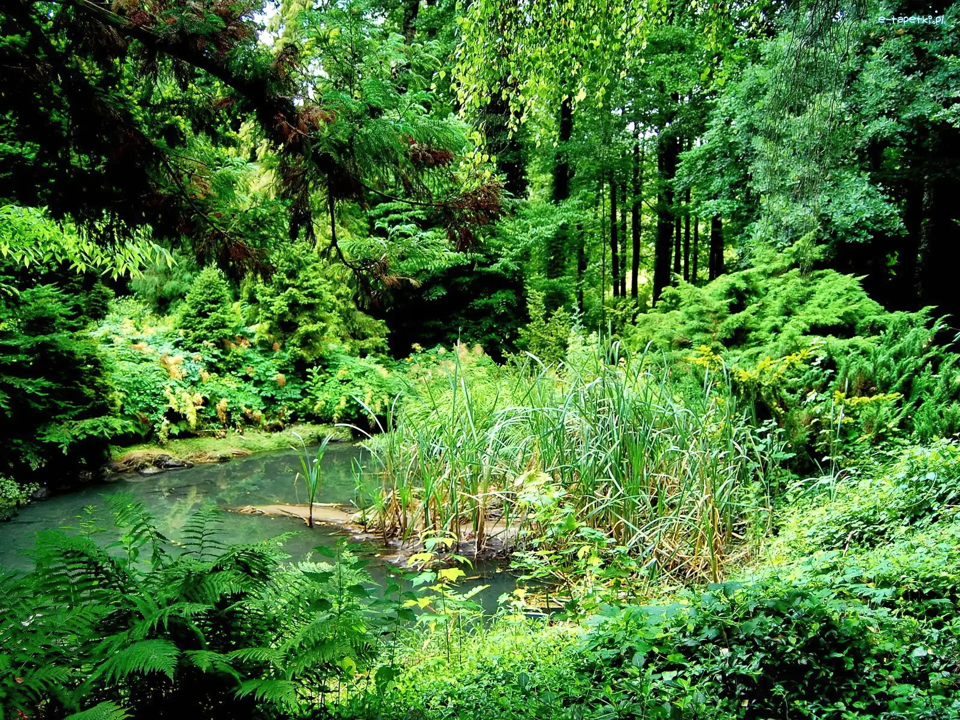 Zieleń, Drzewa, Park