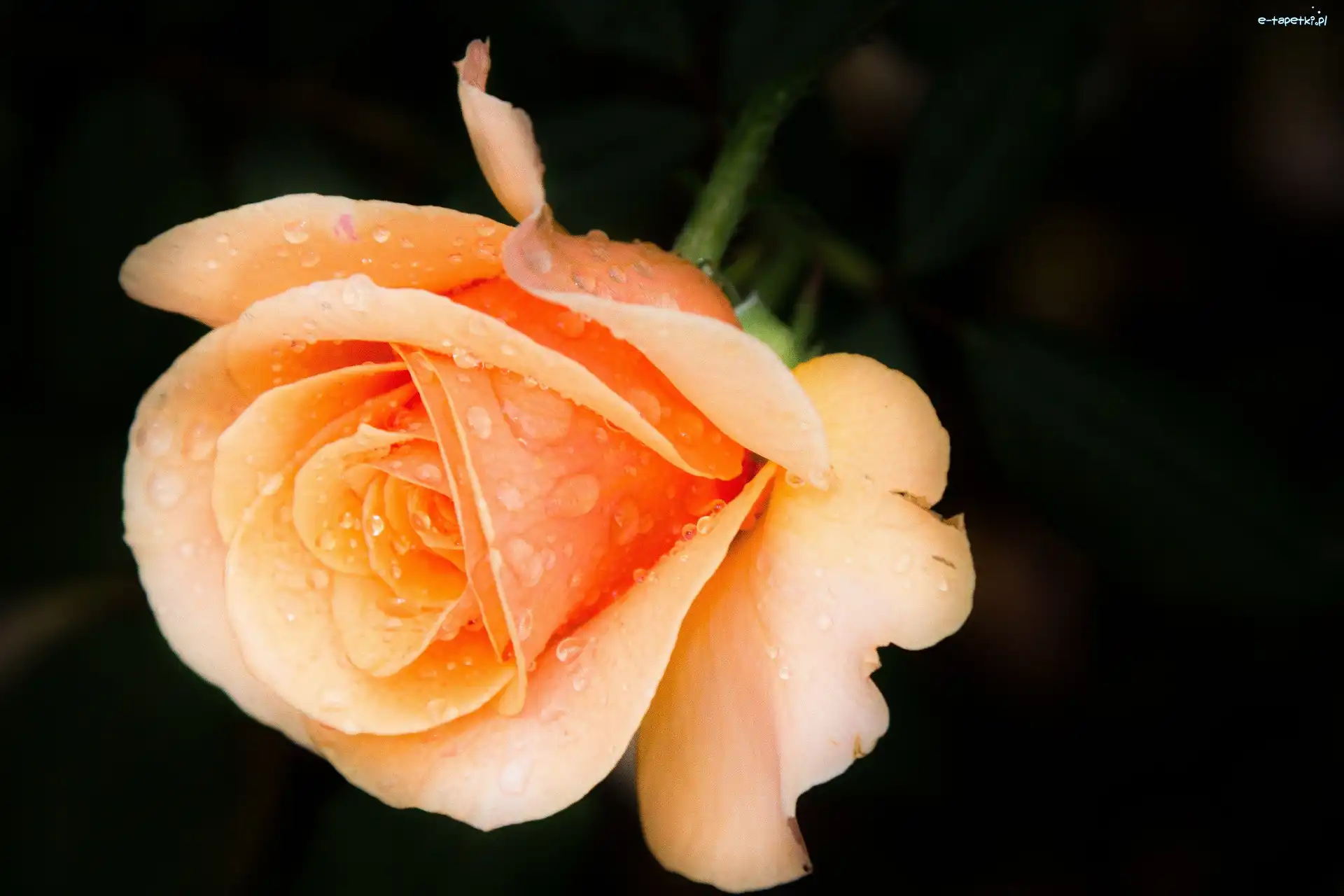 Rosa, Róża, Pomarańczowa