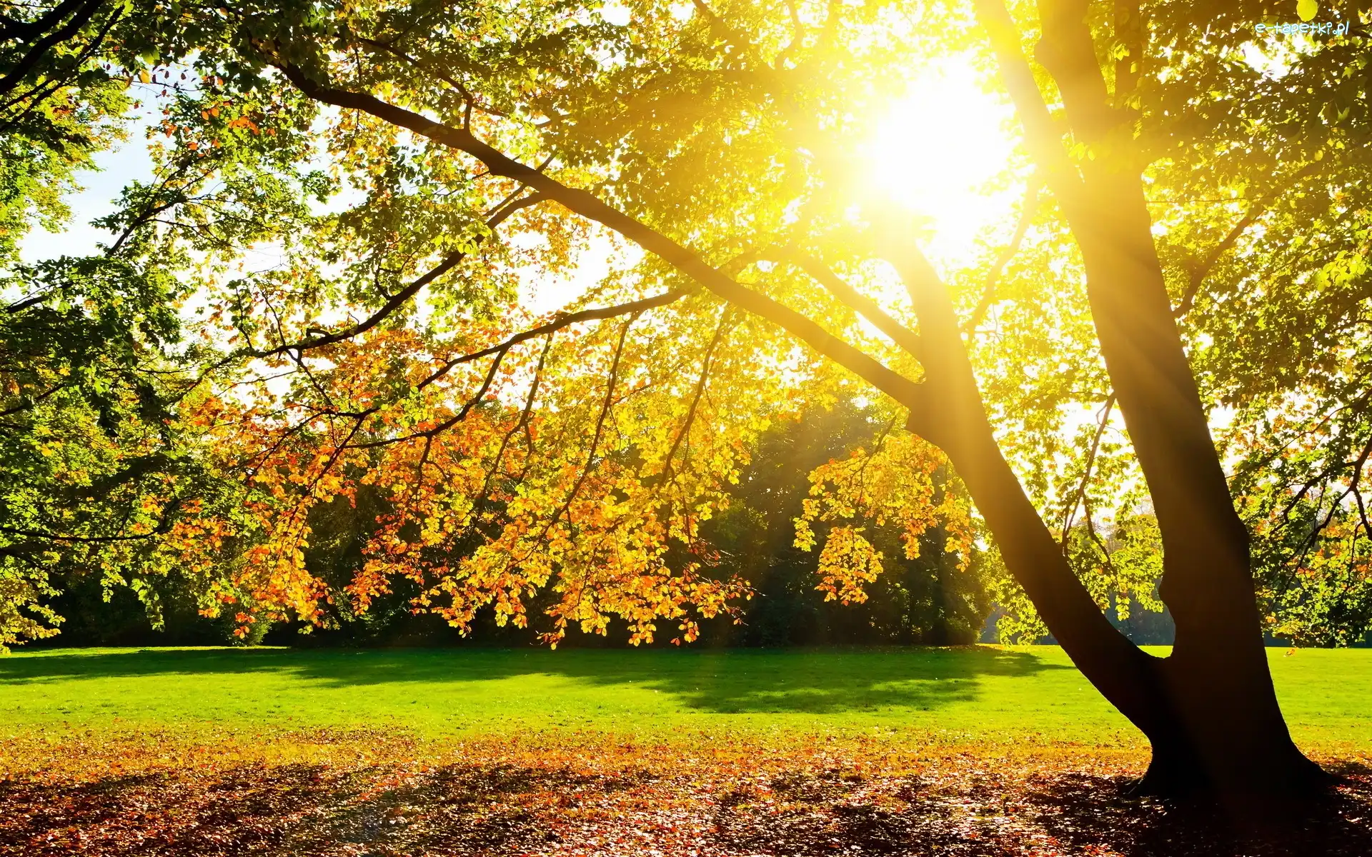 Promienie Słońca, Drzewa, Park