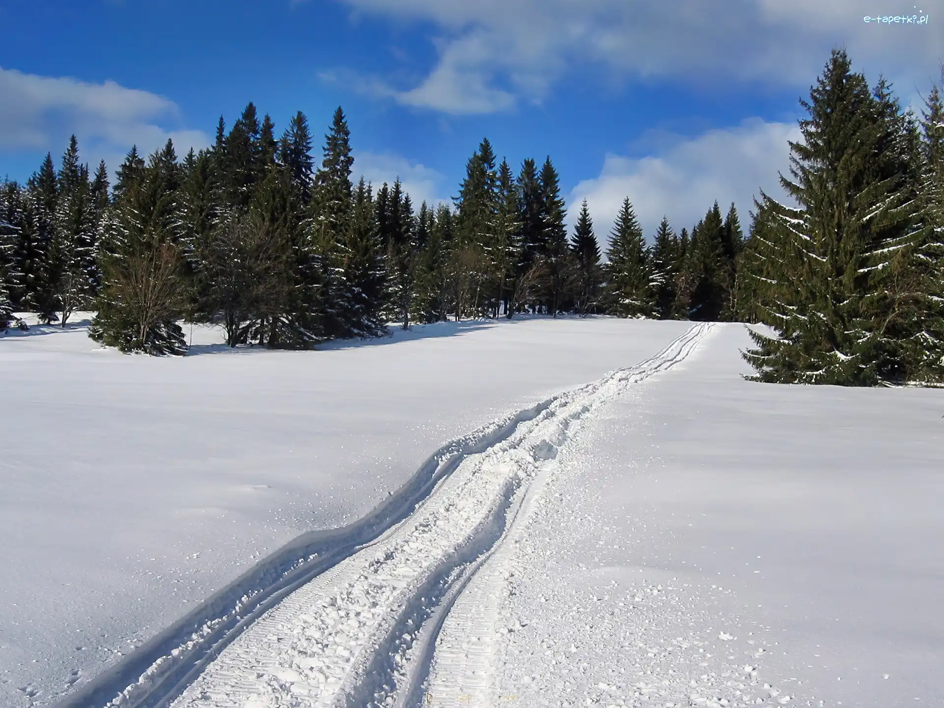Koleiny, Śnieg, Las