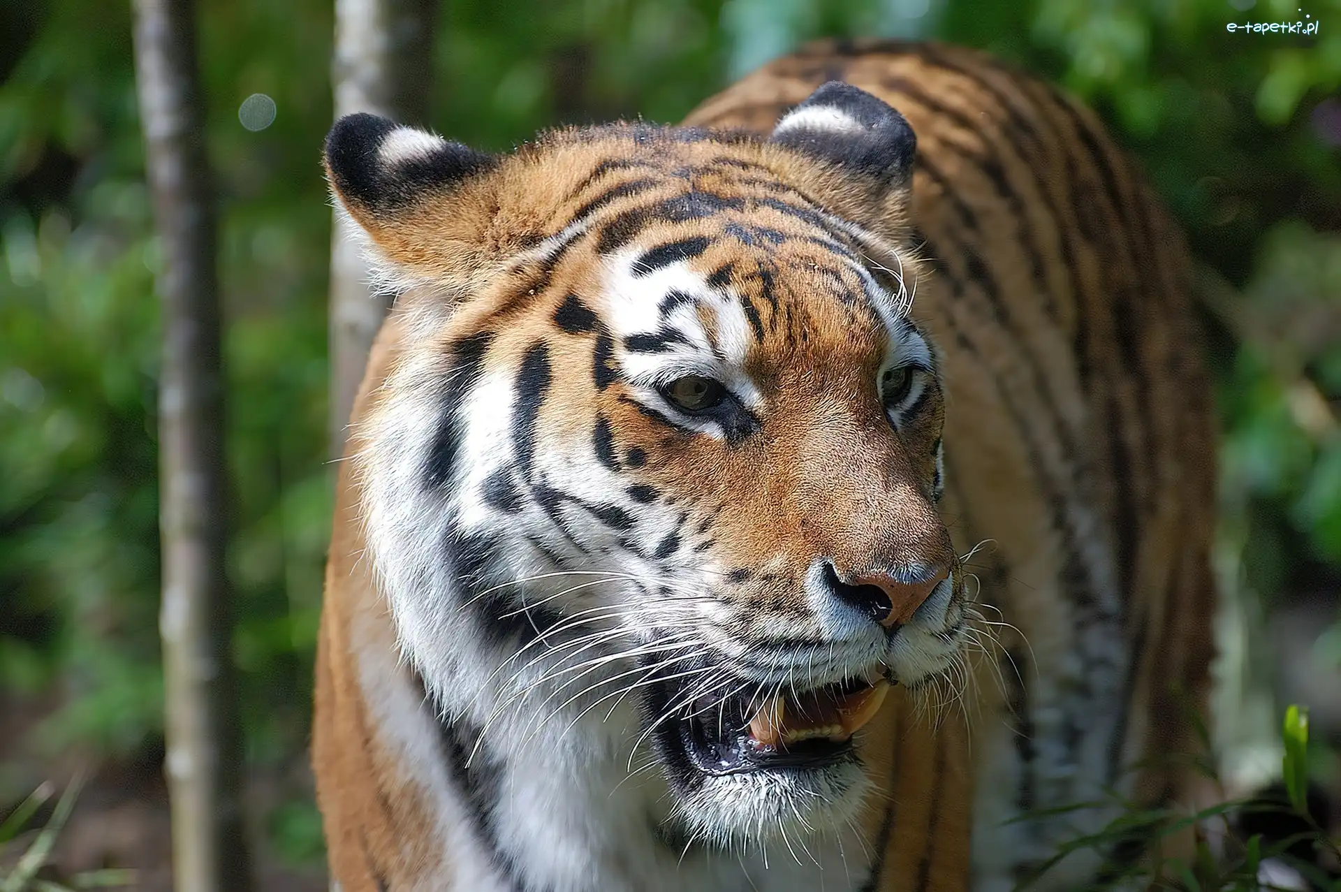 Zoo, Tygrys, Groźny