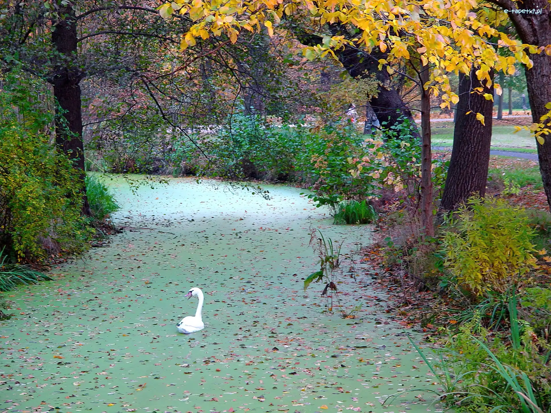 Park, Łabędź, Staw, Jesień