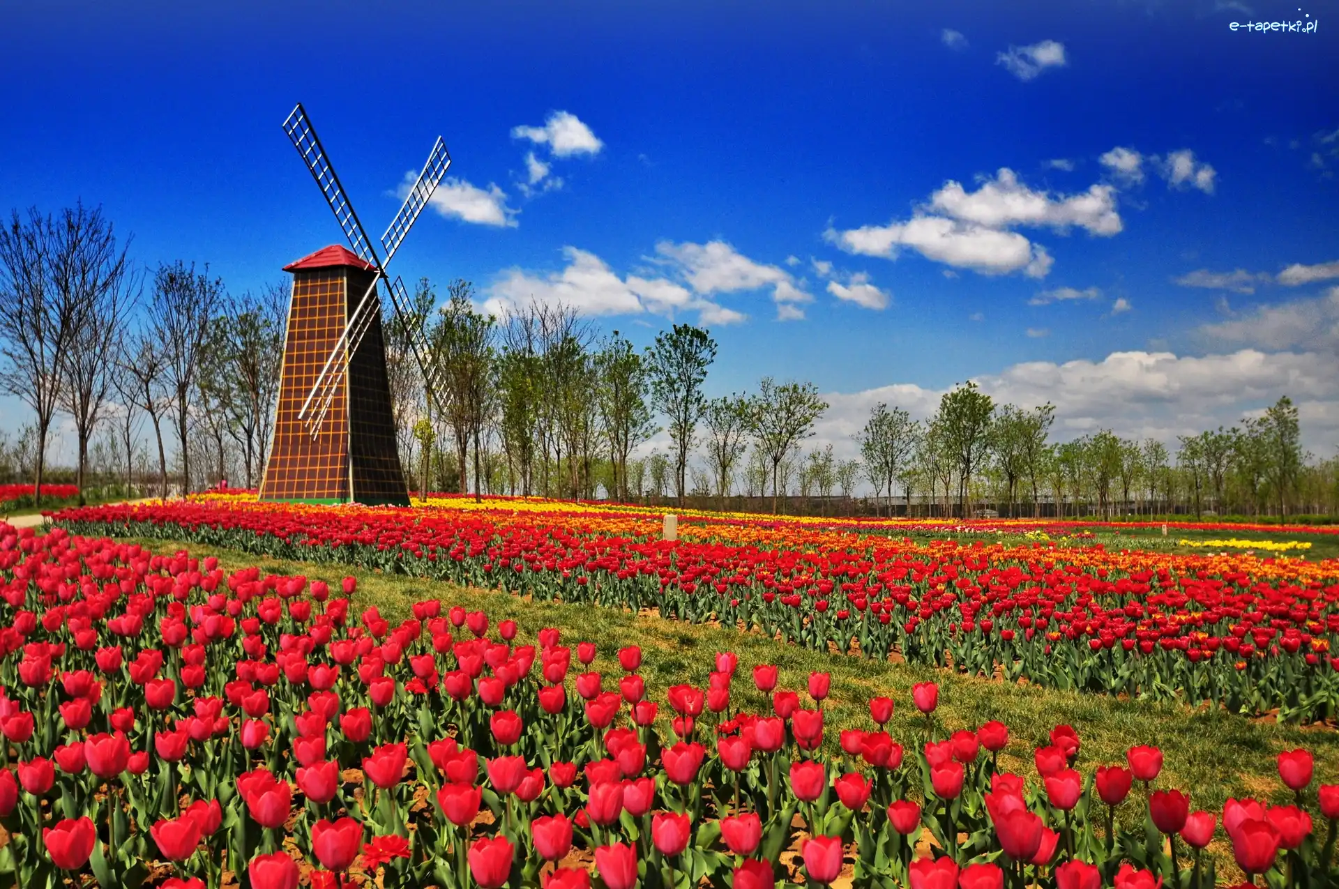 Czerwonych, Wiatrak, Tulipanów, Połacie