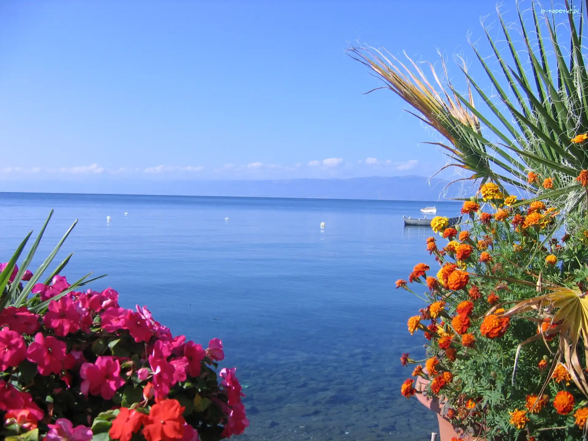 Ohrid, Kwiaty, Albania, Jezioro