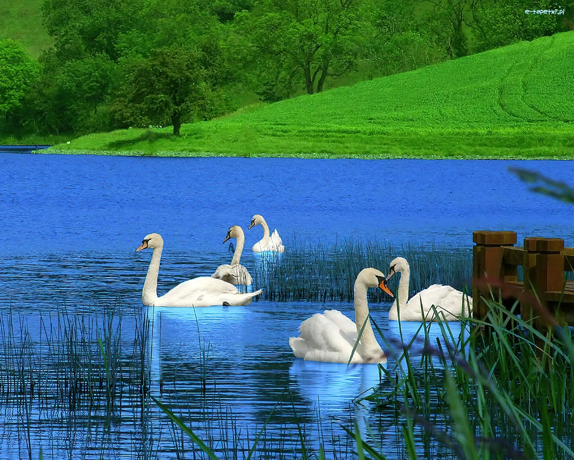 Łąka, Łabędzie, Jezioro