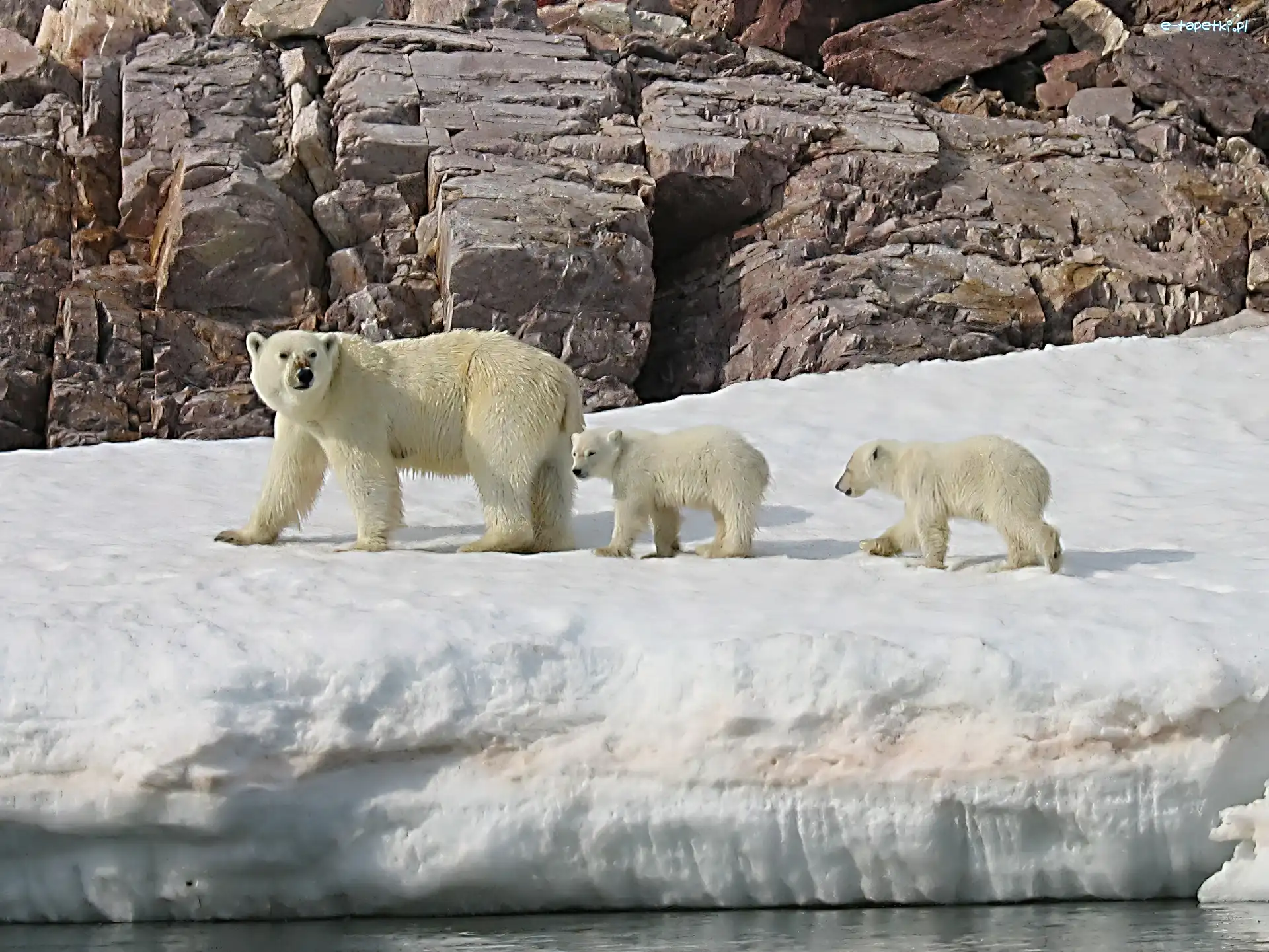 Niedzwiedź Polarny, Dzieci, Mama, Skała, Lód