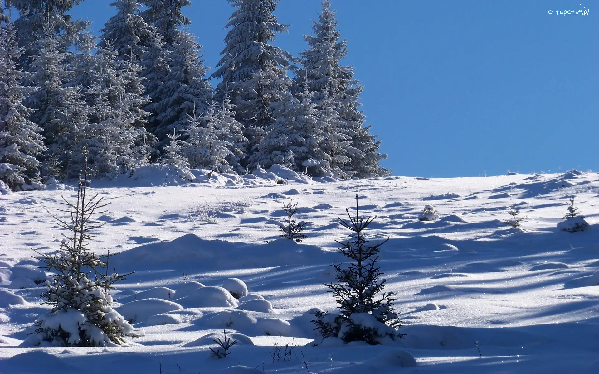 Zima, Śnieg, Choinki