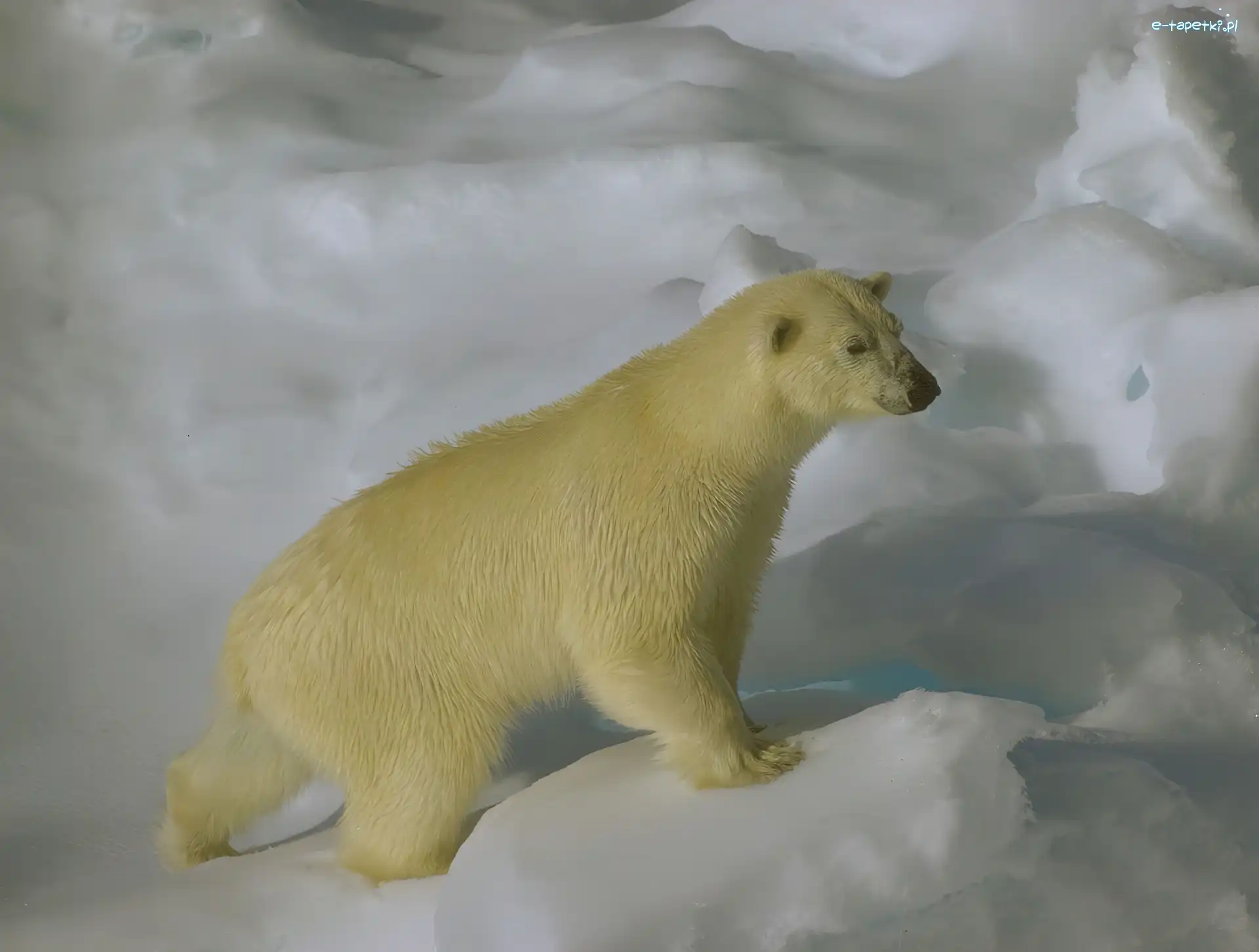 Lód, Polarny, Niedźwiedź