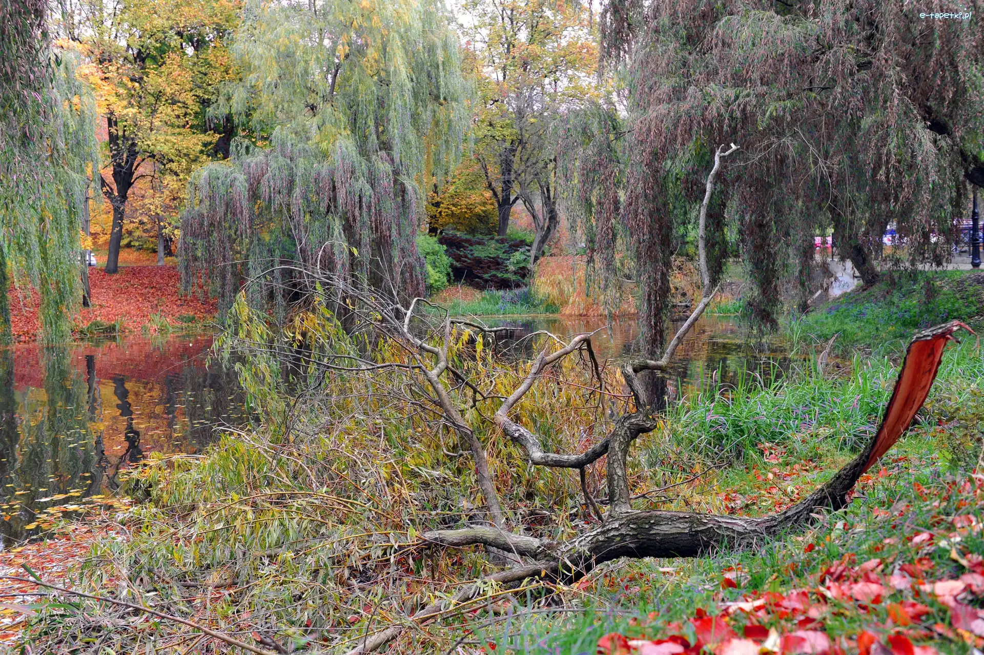 Drzew, Jesienią, Staw, Park