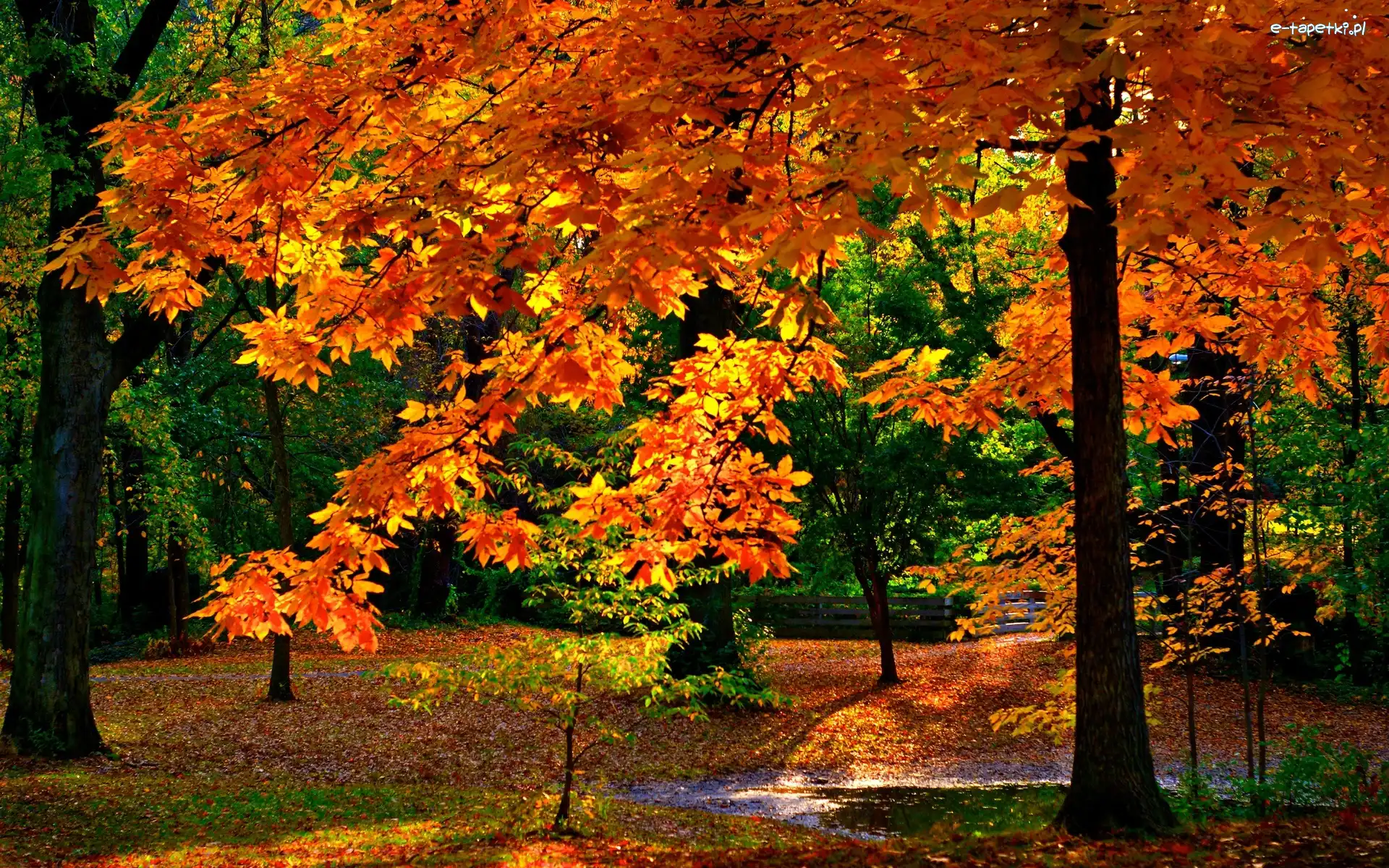 Park, Jesień, Drzewo