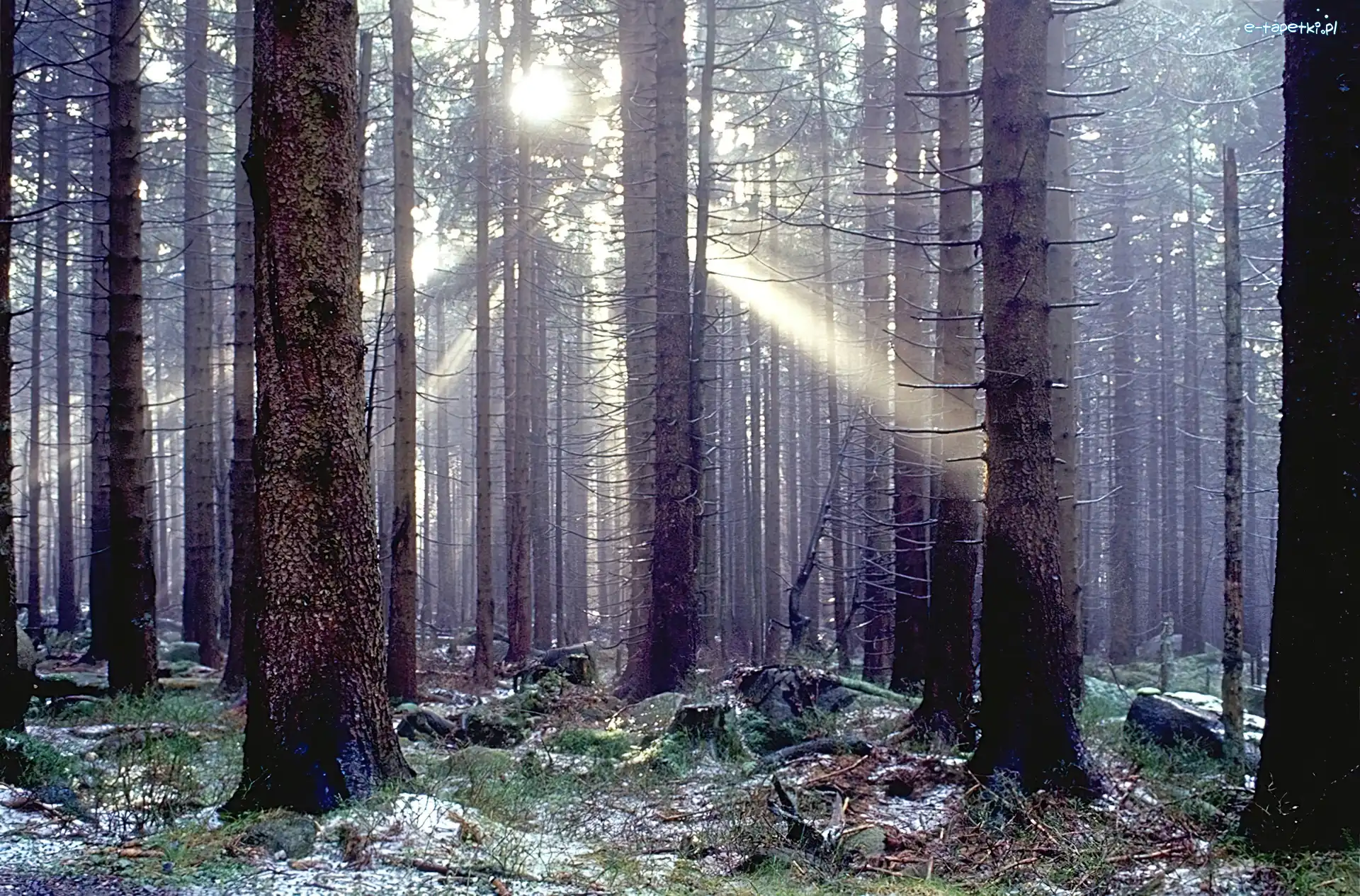 Światło, Przebijające, Las