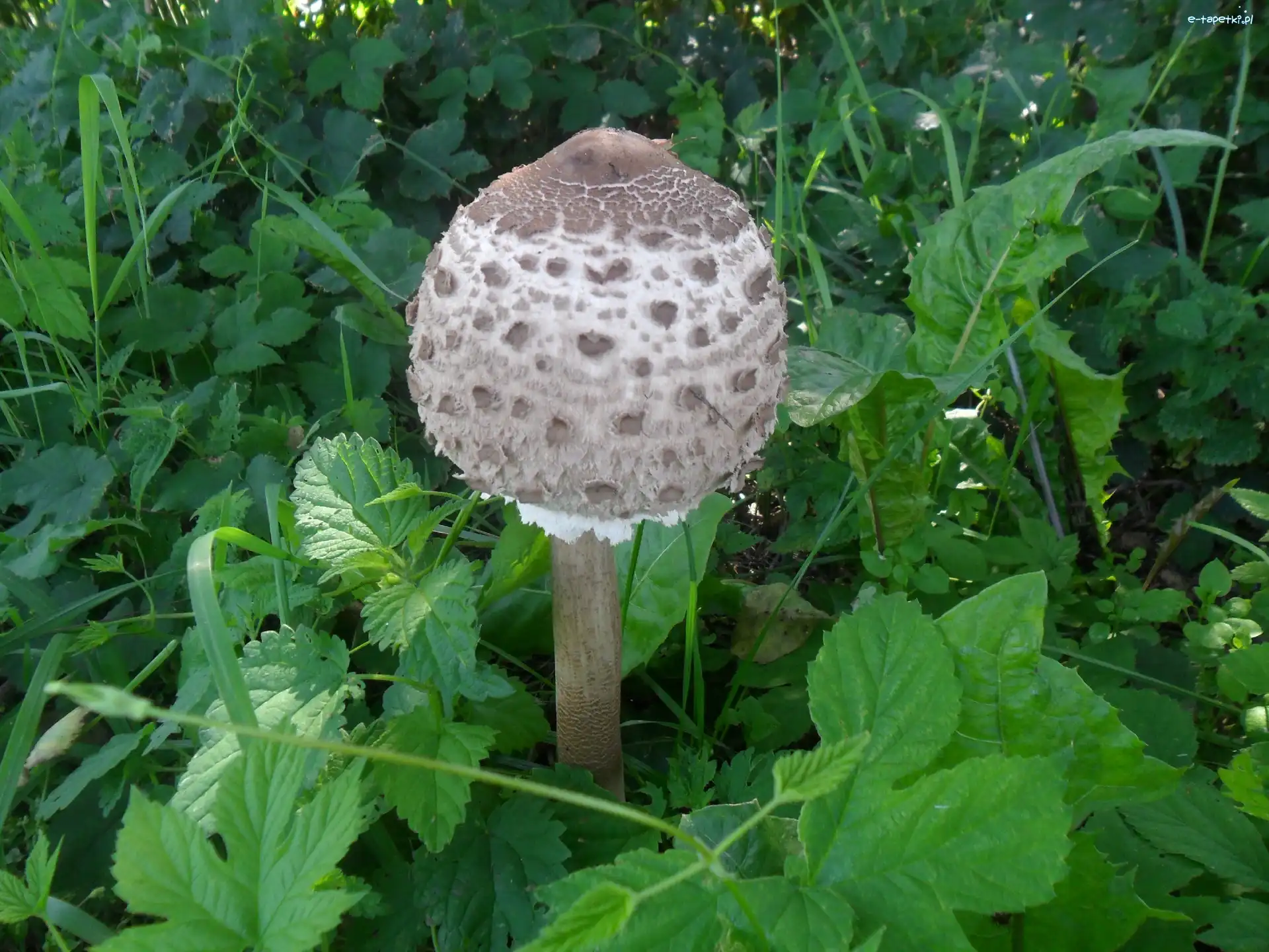Grzyb, Biały