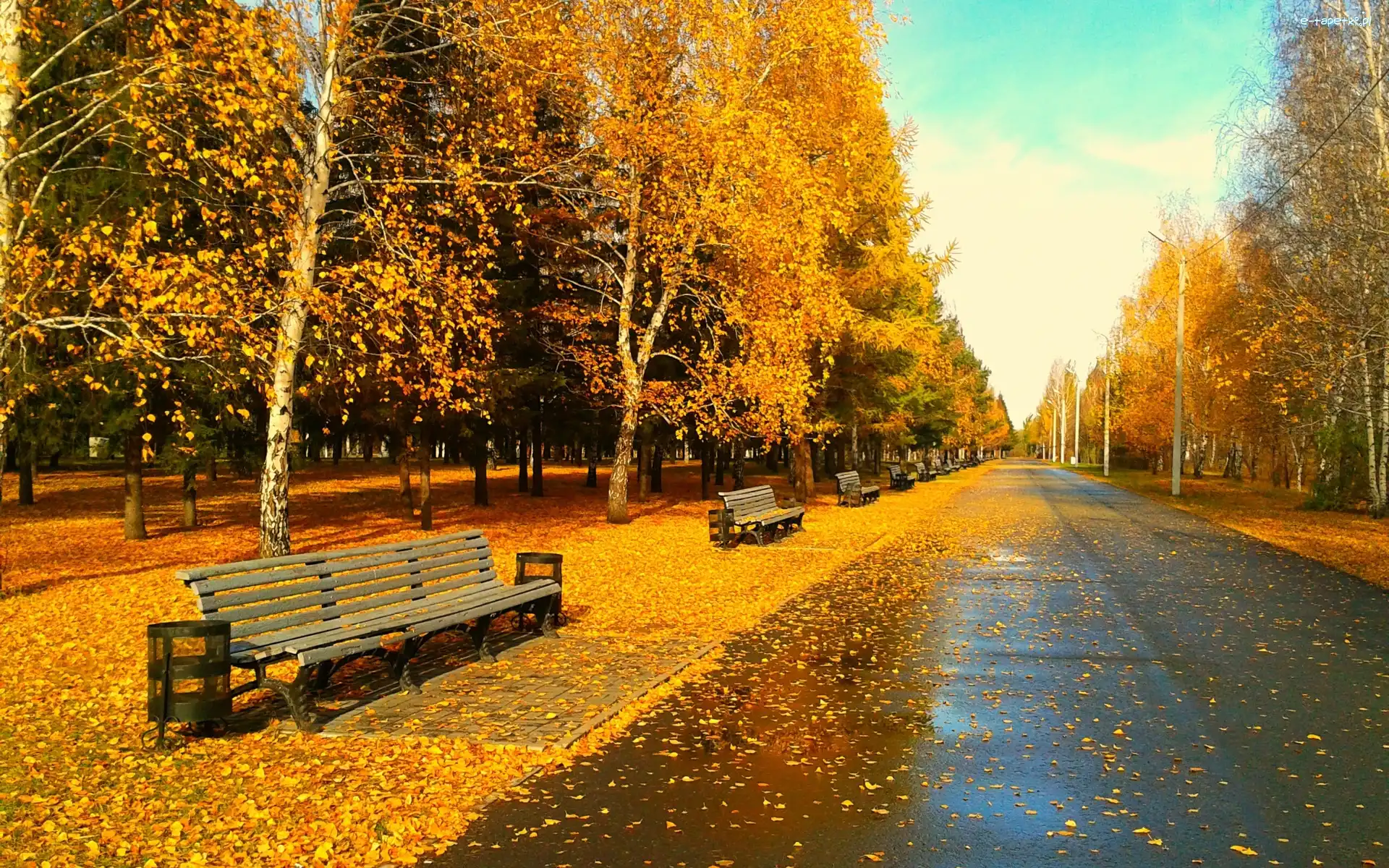 Drzewa, Jesień, Liście, Park