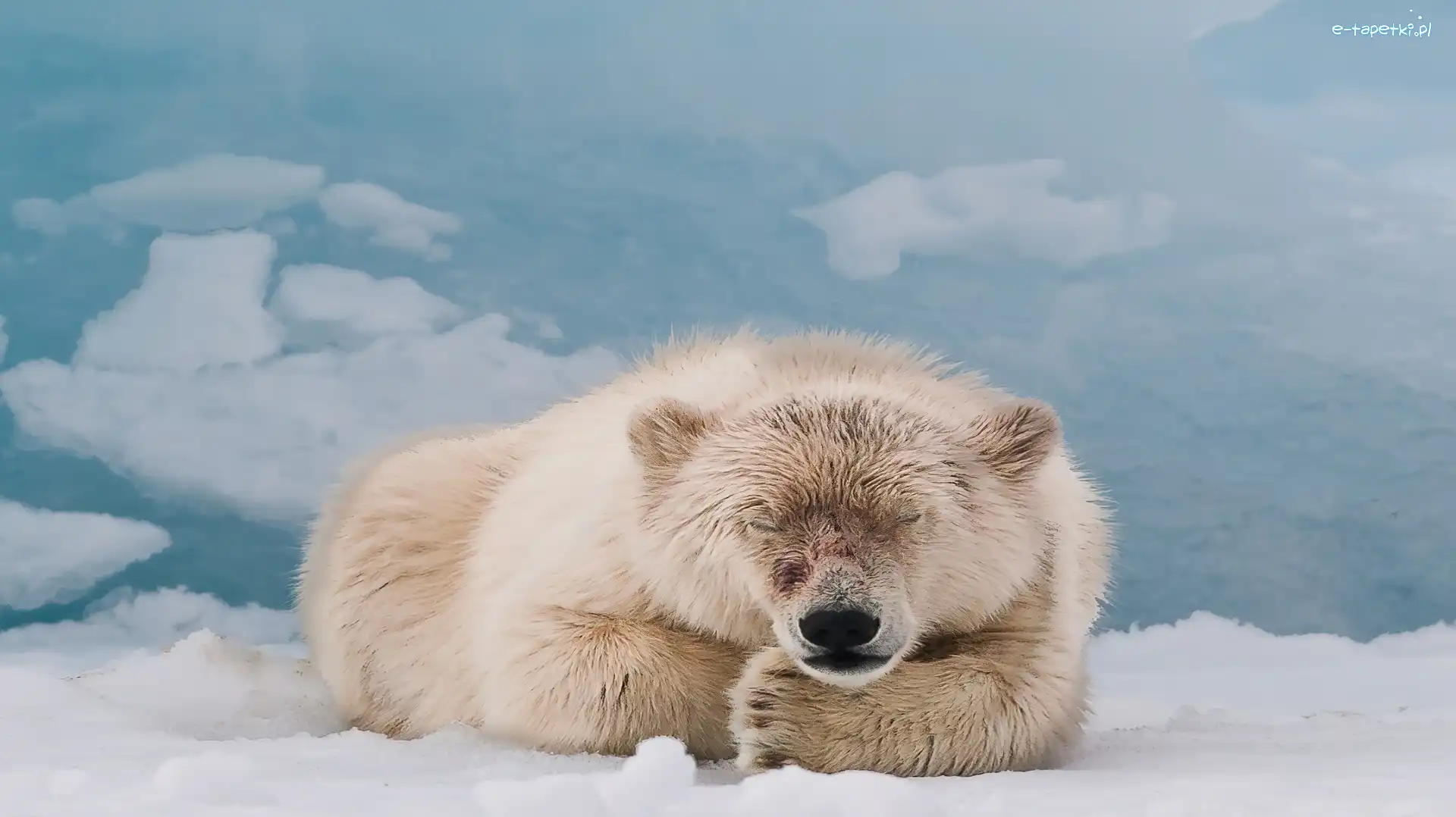 Śnieg, Polarny, Miś