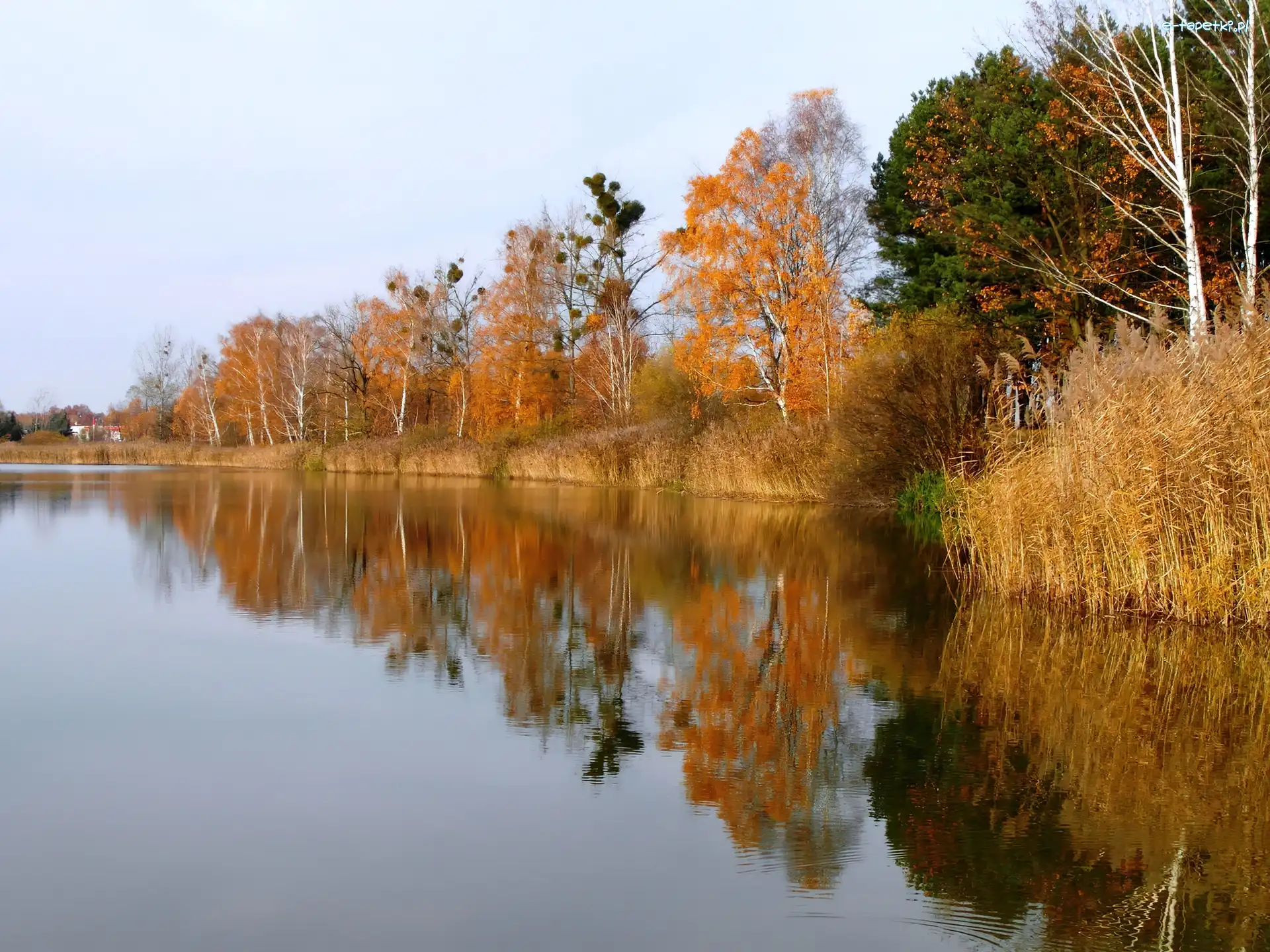 Rzeka, Drzewa, Jesień