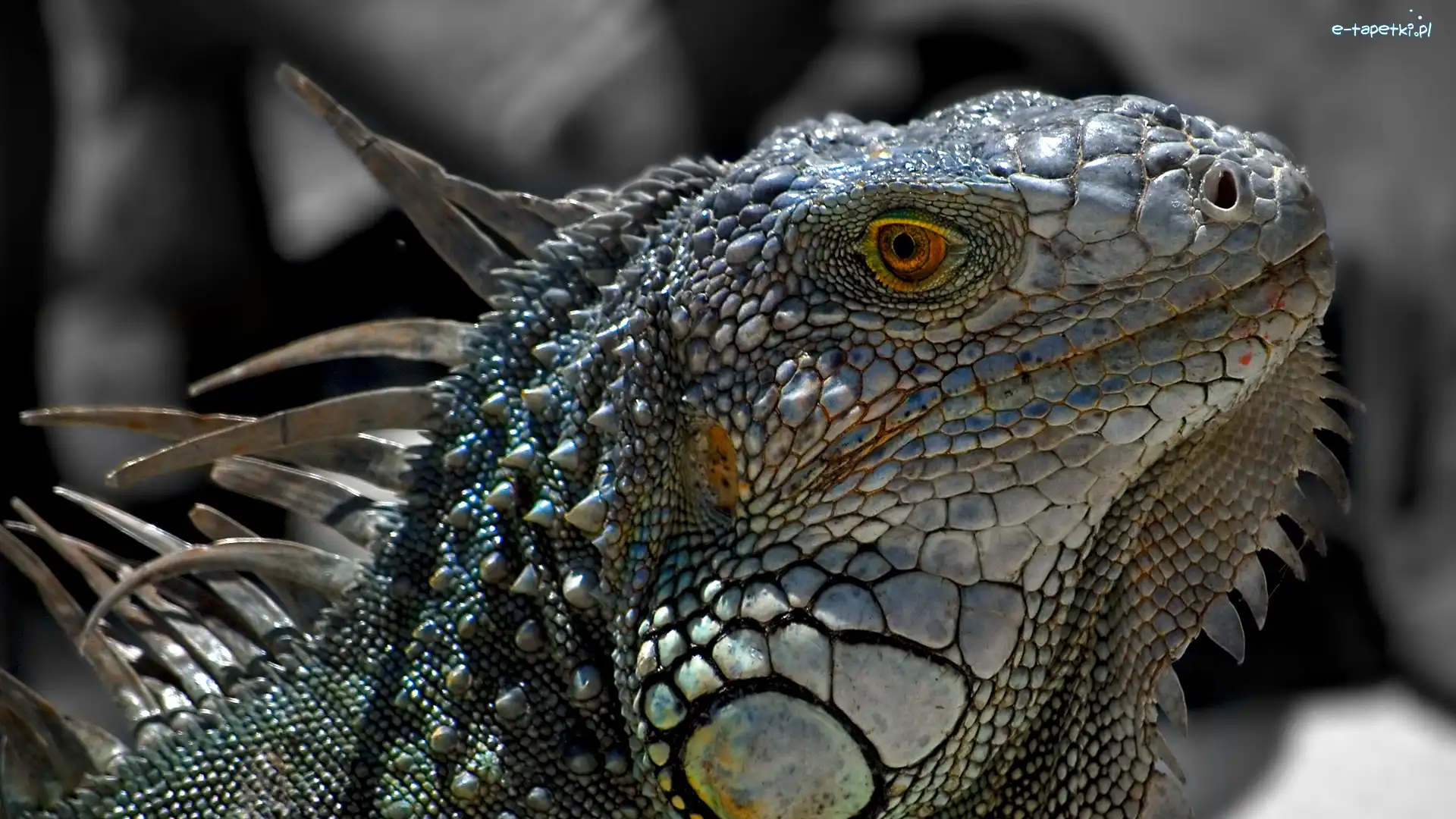 Zbliżenie, Iguana