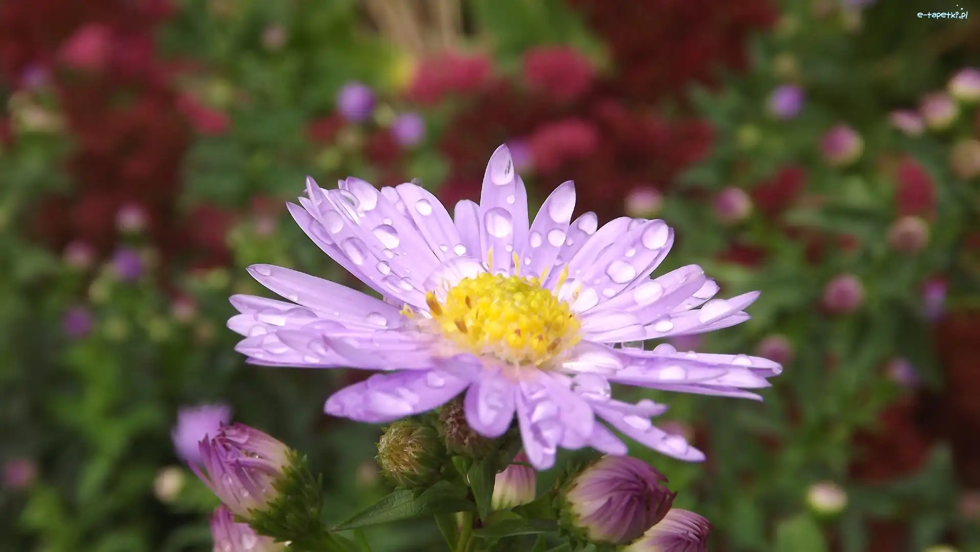 Fioletowy, Rosy, Kropelki, Aster