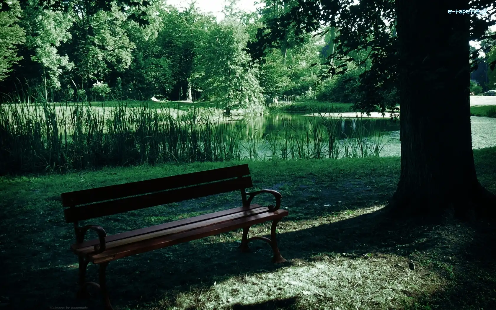 Ławka, Drzewa, Staw, Park