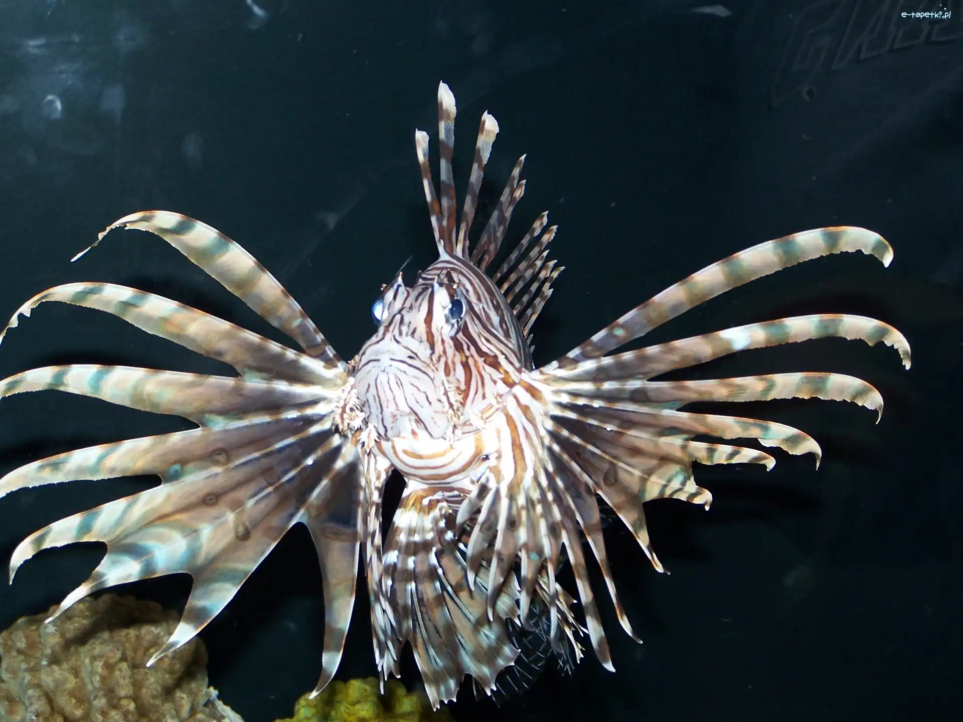 Pterois, Ryba