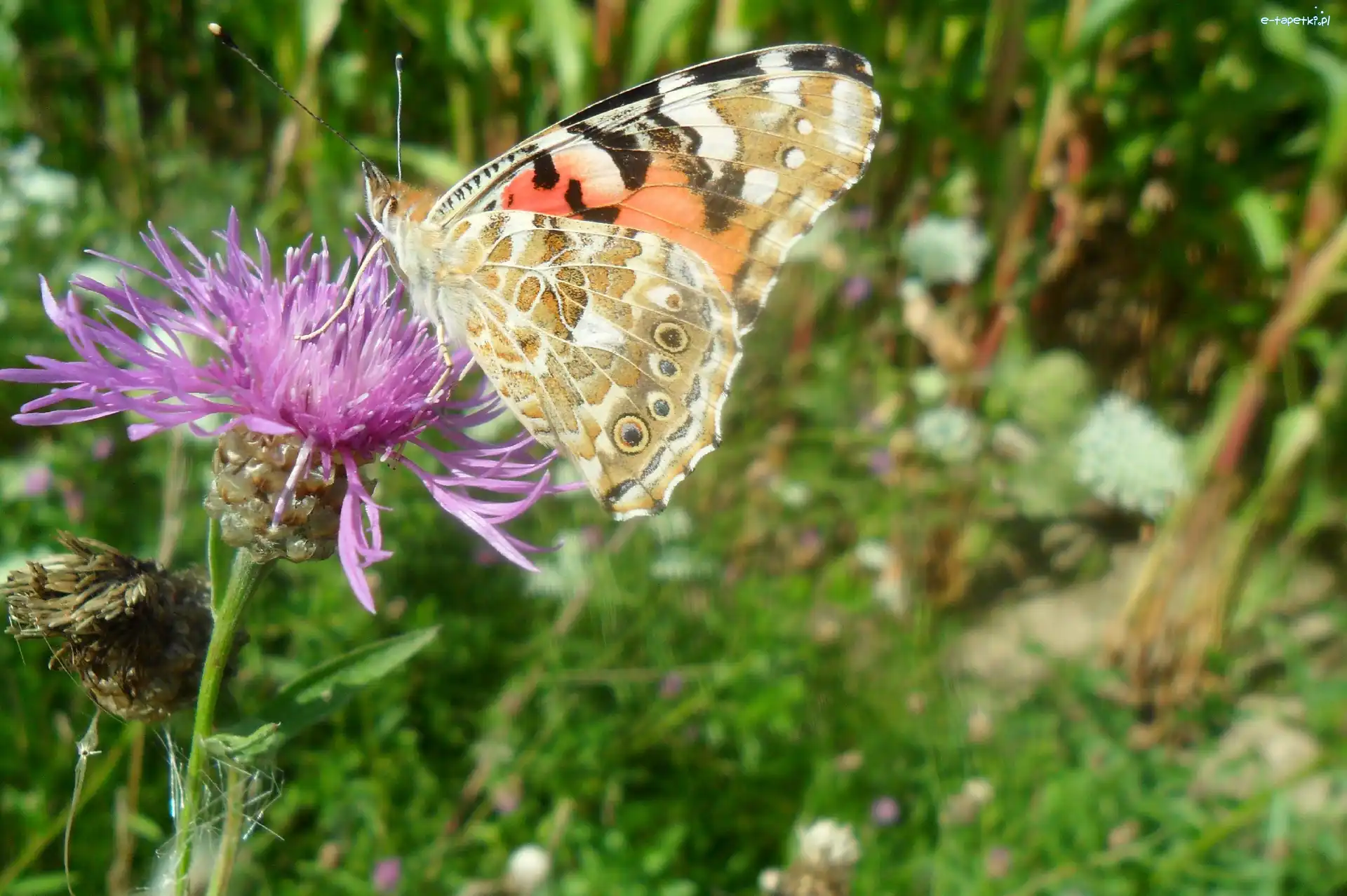 Rusałka, Oście, Na, Motyl