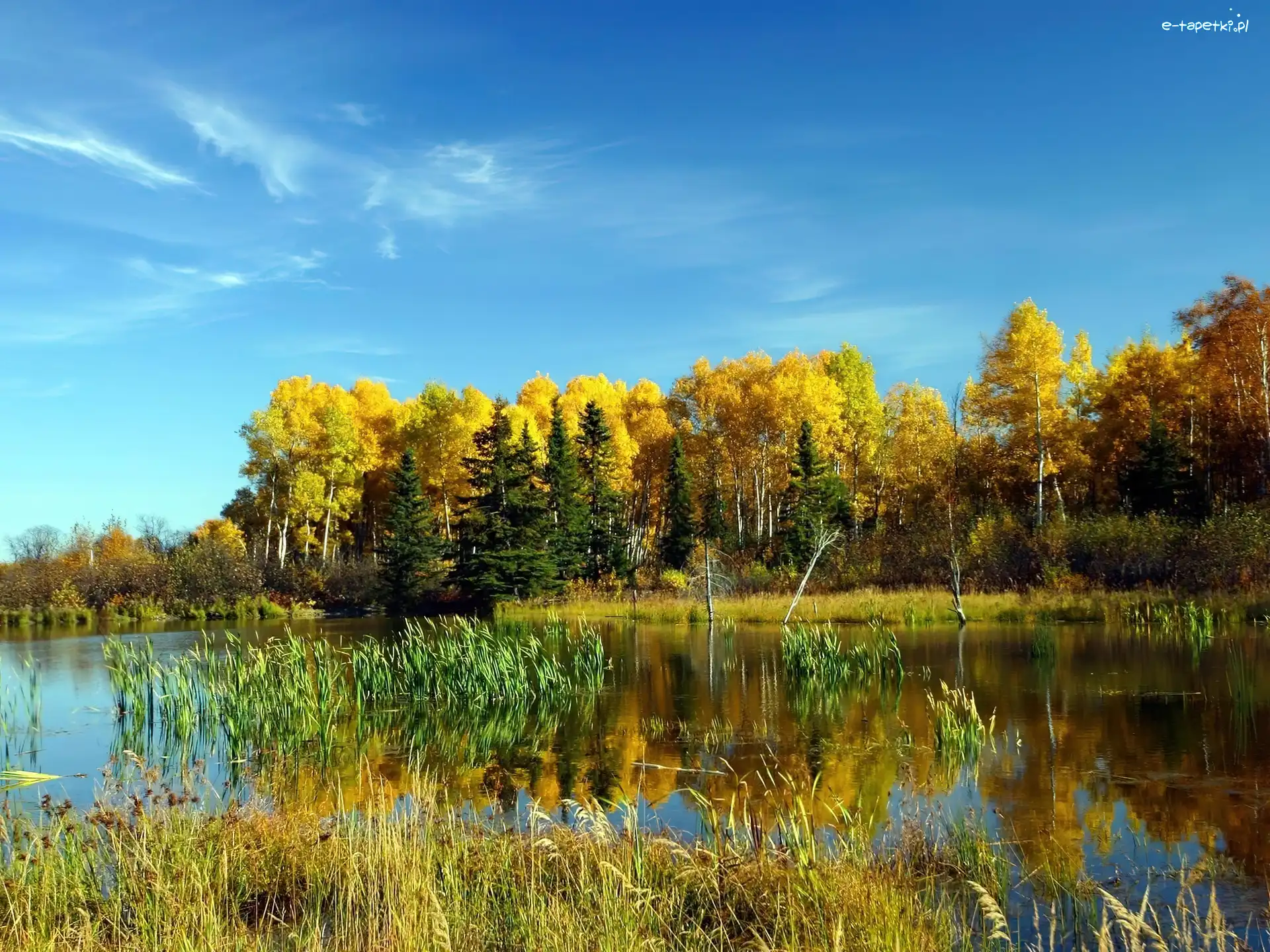 Szuwary, Jesień, Las, Jezioro