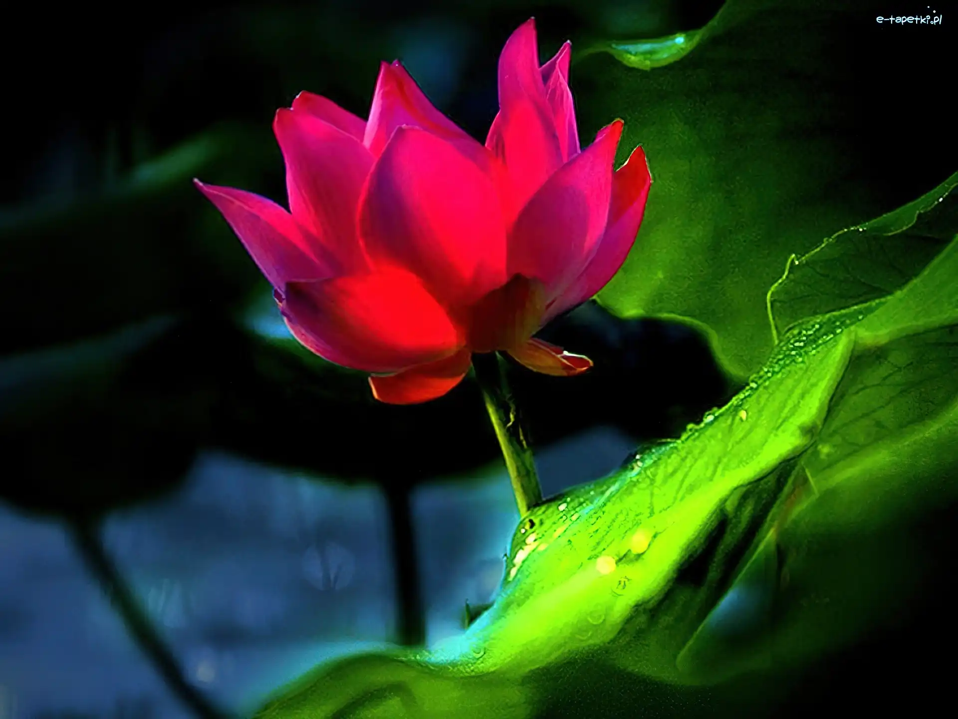 Lotus, Kwiat, Różowy