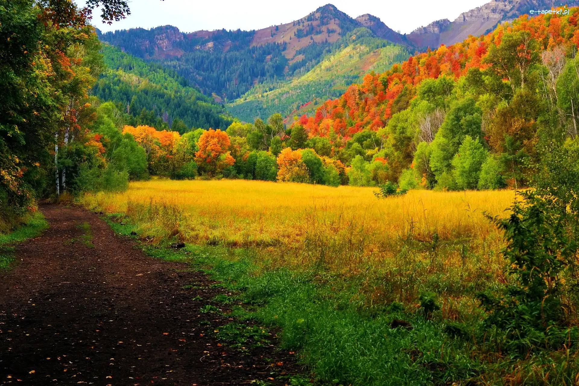 Góry, Kolorowe, Lasy, Jesień, Drzewa