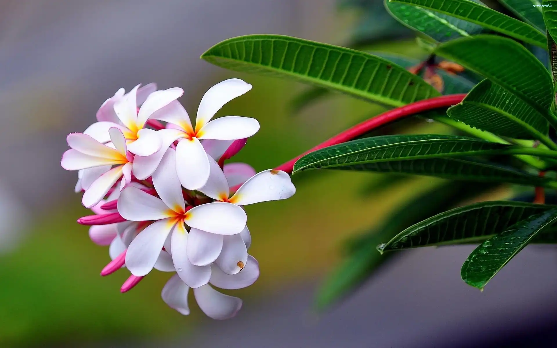 Plumeria, Kwiat