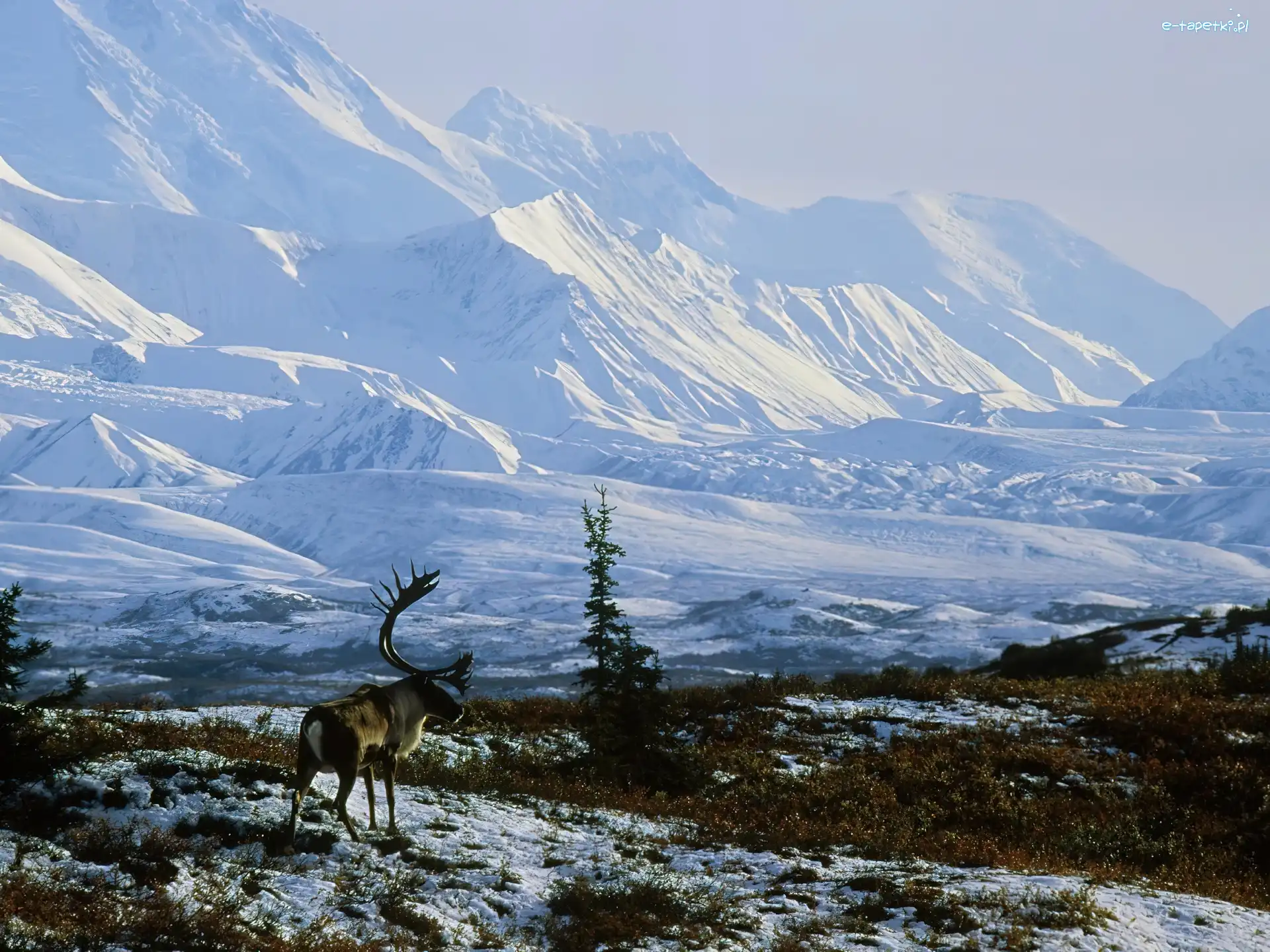Renifer, Góry, Ośnieżone, Alaska, Zima