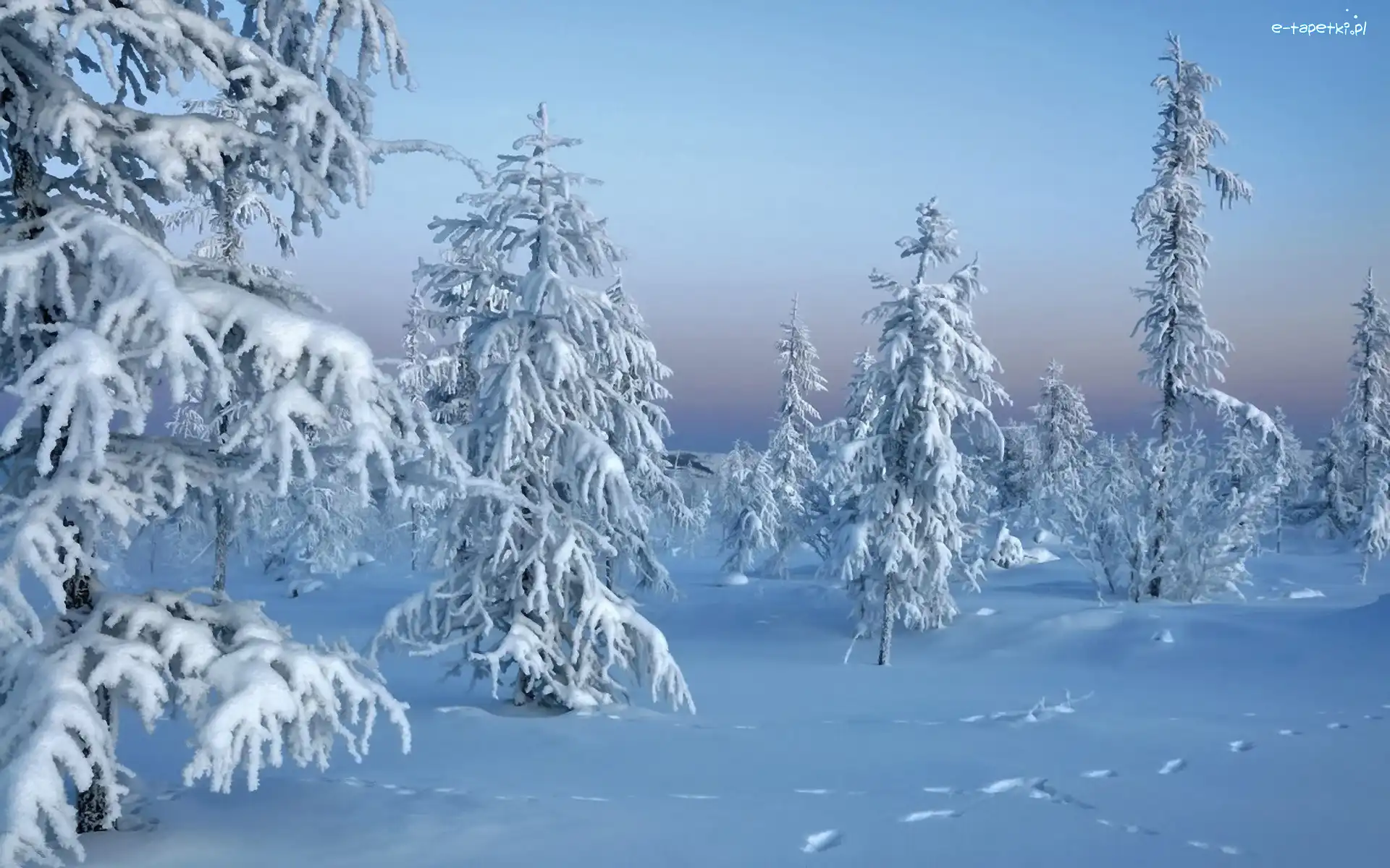 Zima, Ośnieżone, Drzewa