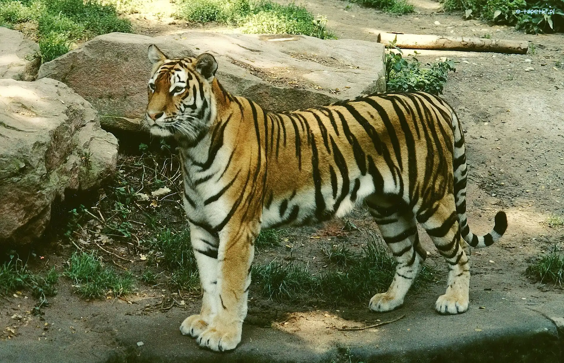 Kamienie, Tygrys