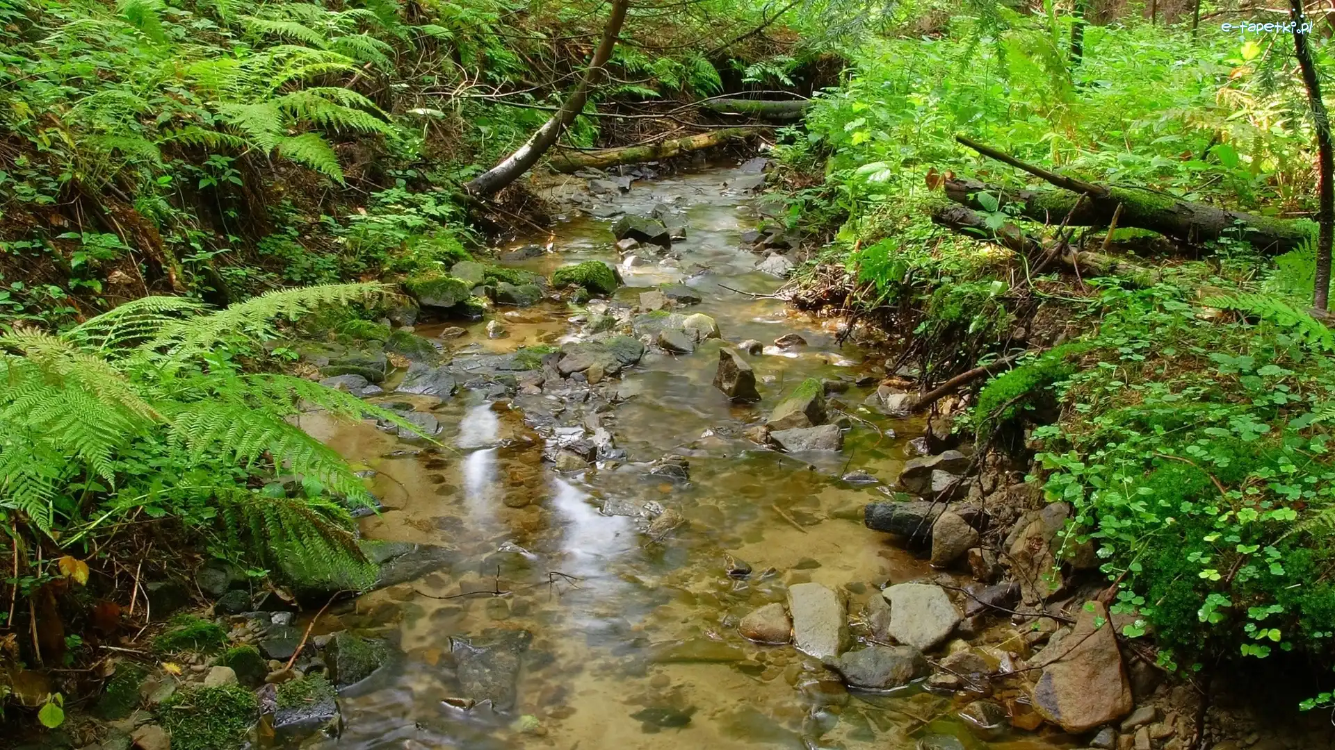 Krzewy, Kamienie, Rzeka