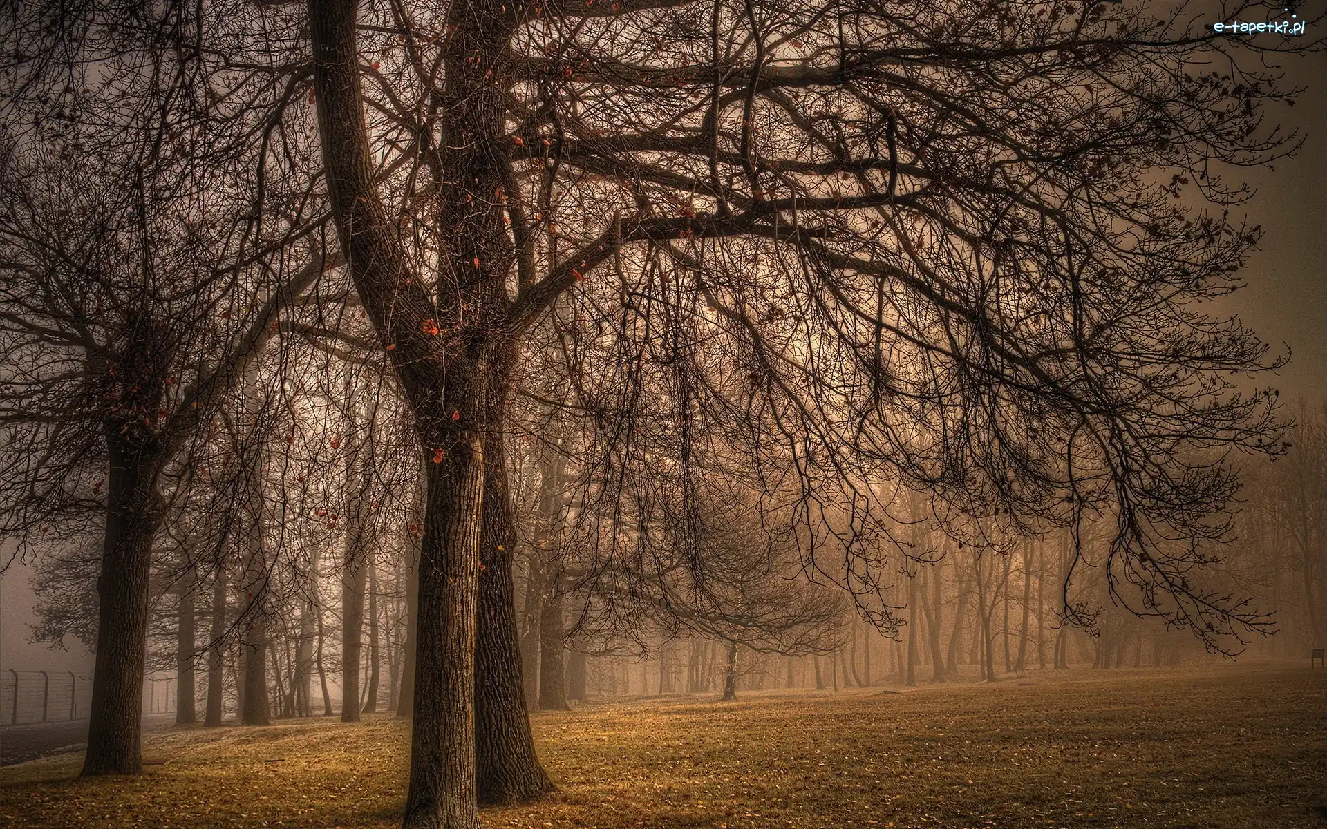 Park, Liście, Drzewa, Jesień, Mgła