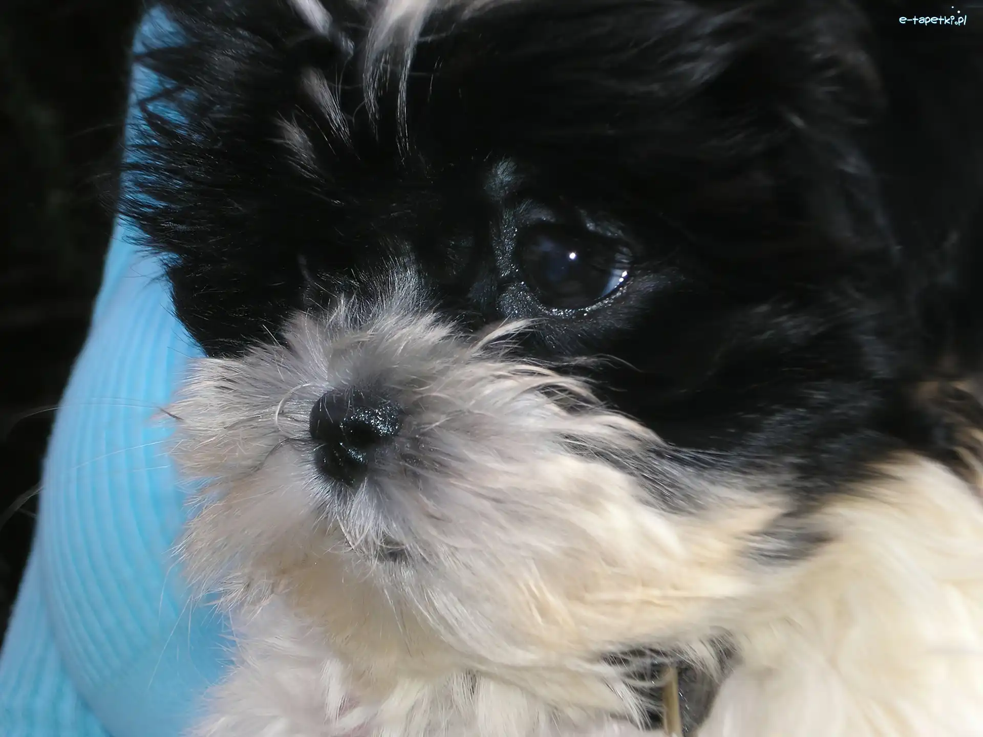 Głowa, Maltipoo, Piesek