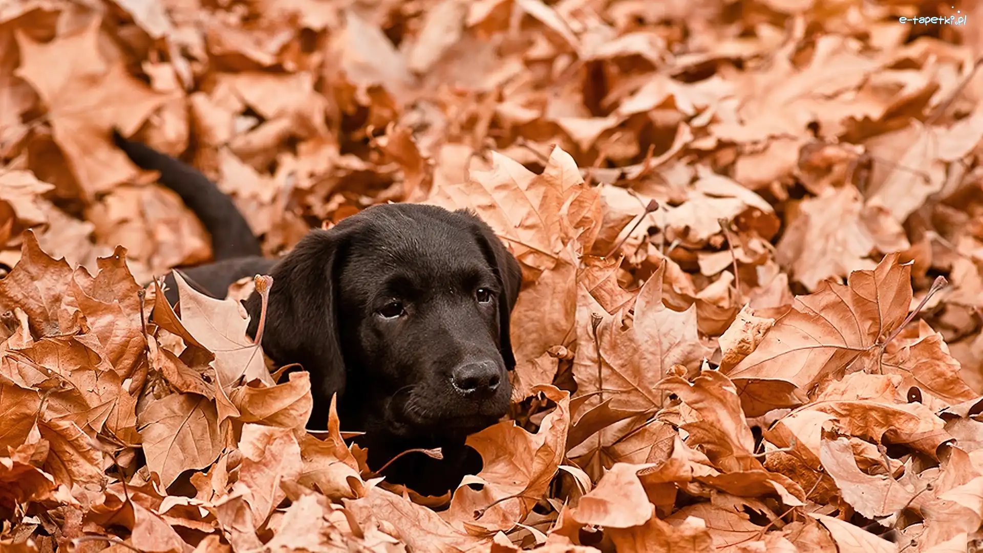 Labrador, Liście, Jesienne, Czarny