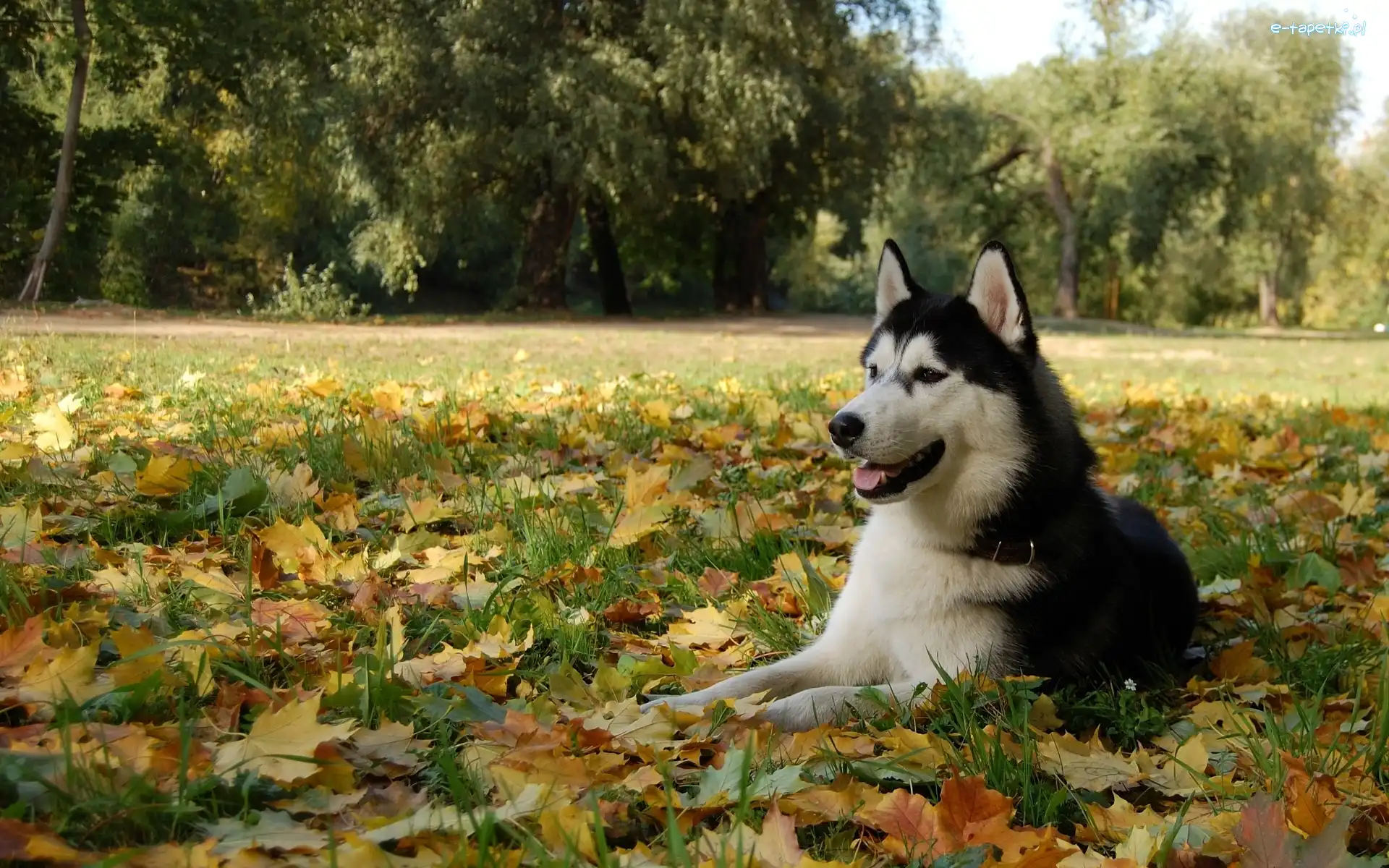 Łąka, Jesień, Liście, Husky