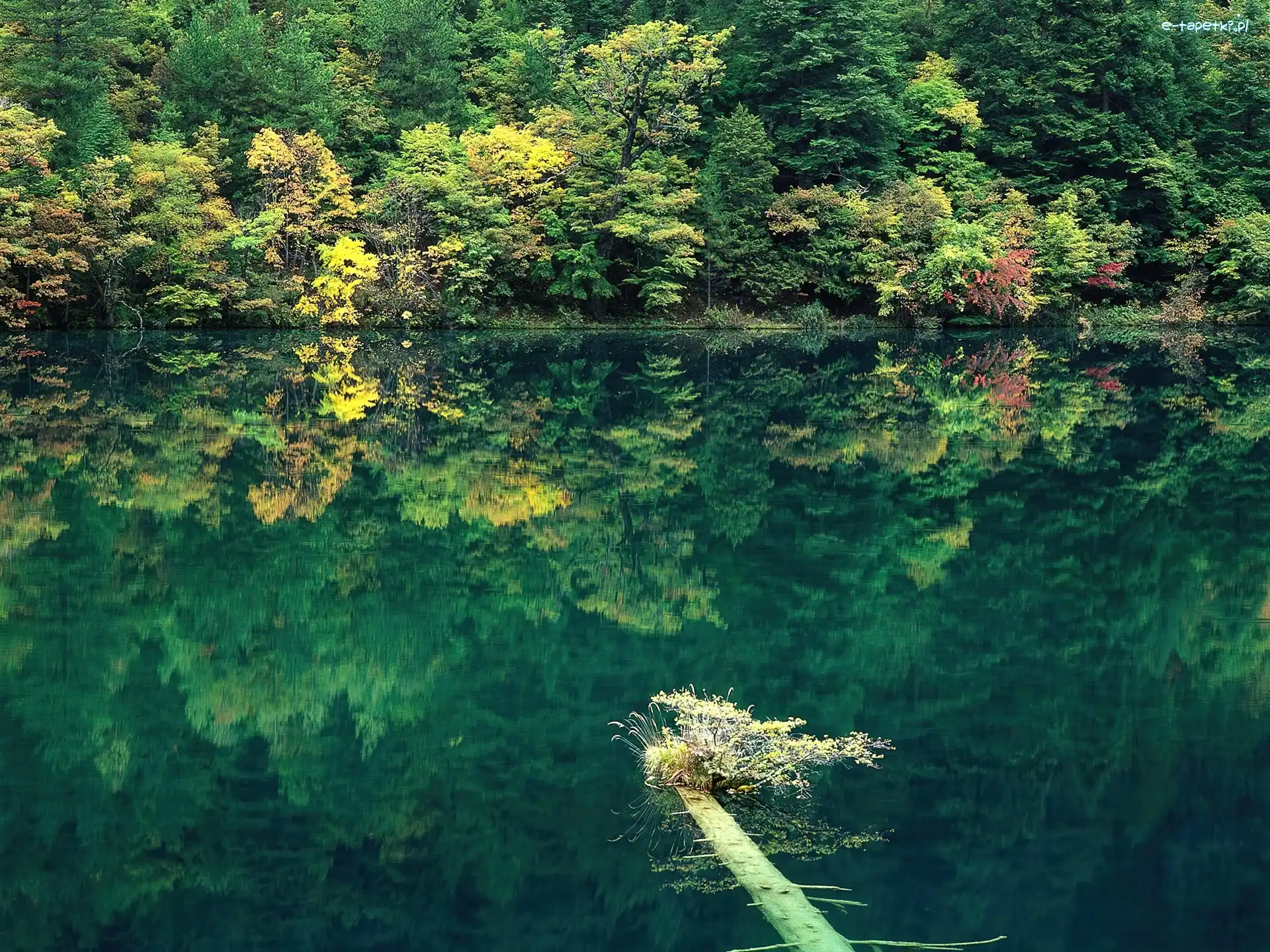 Las, Jezioro