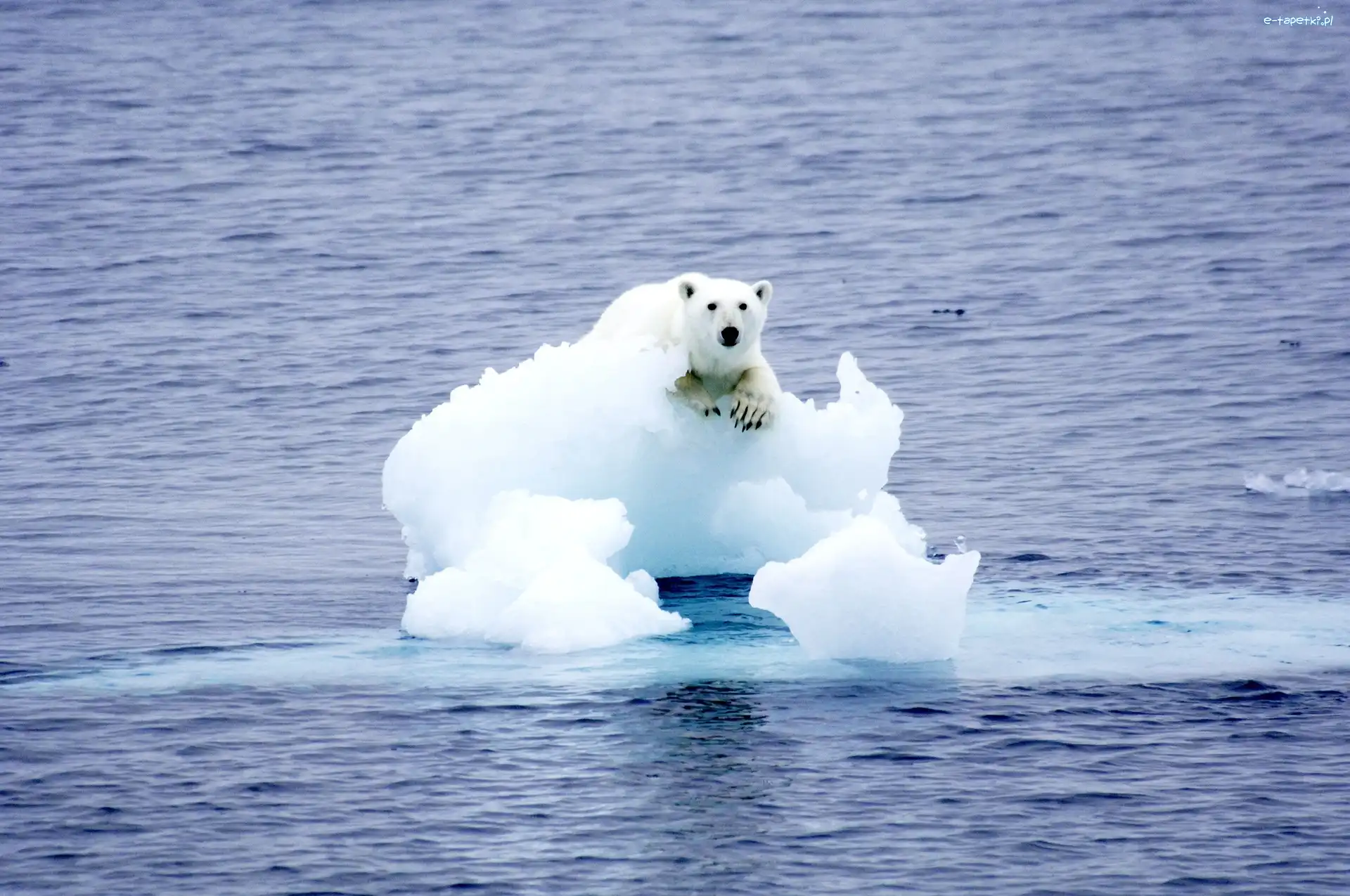 Kra, Morze, Niedźwiedź Polarny