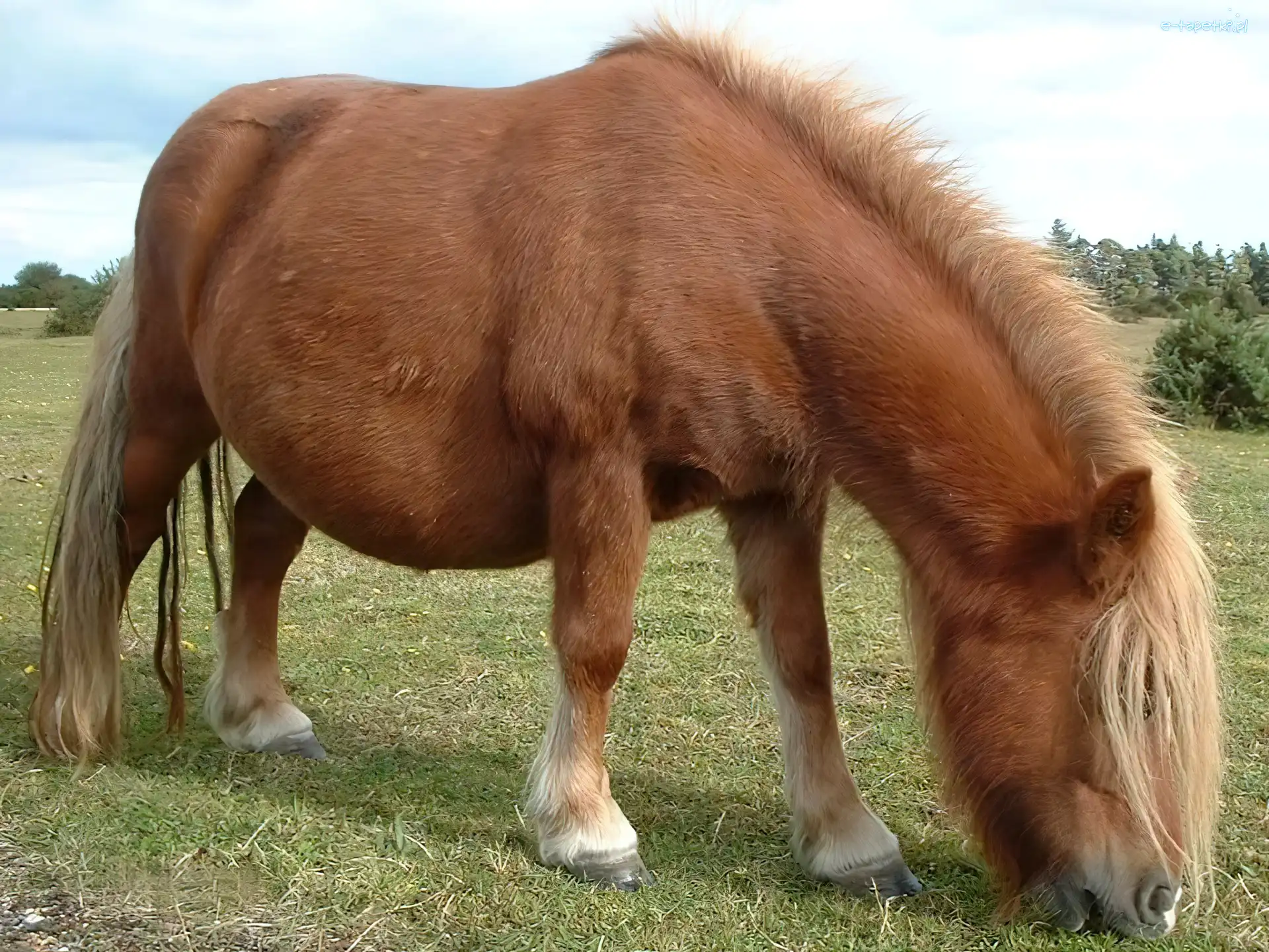 Pastwisku, Na, Konik