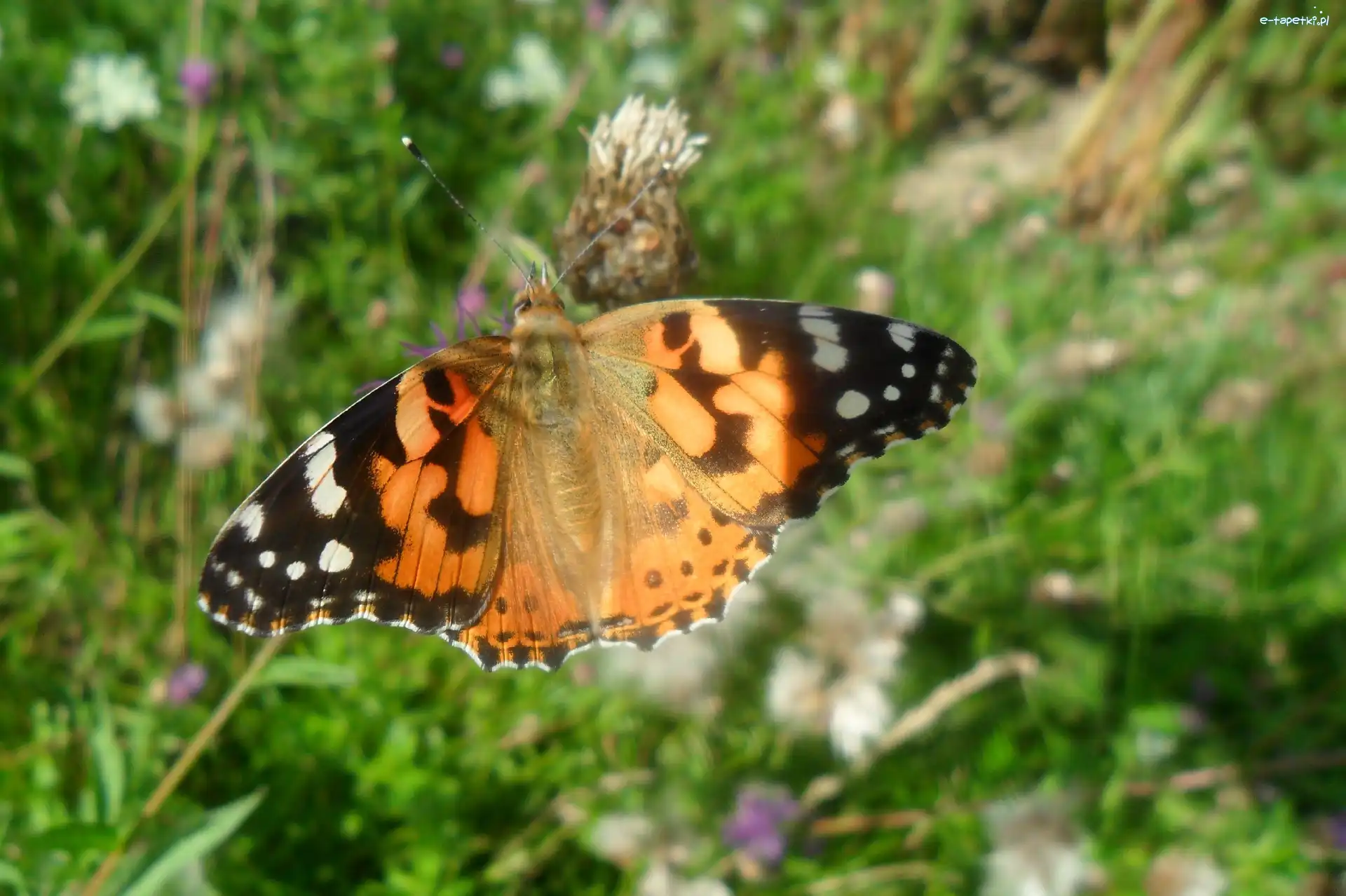 Motyl, Rusałka Osetnik