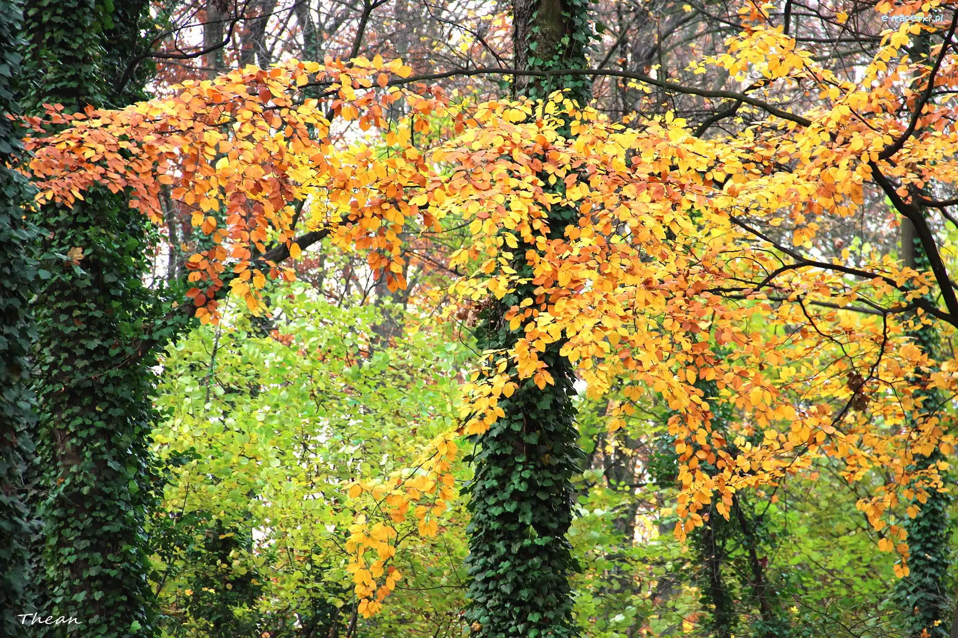 Kolorowe, Jesienny, Liście, Bluszcz, Park