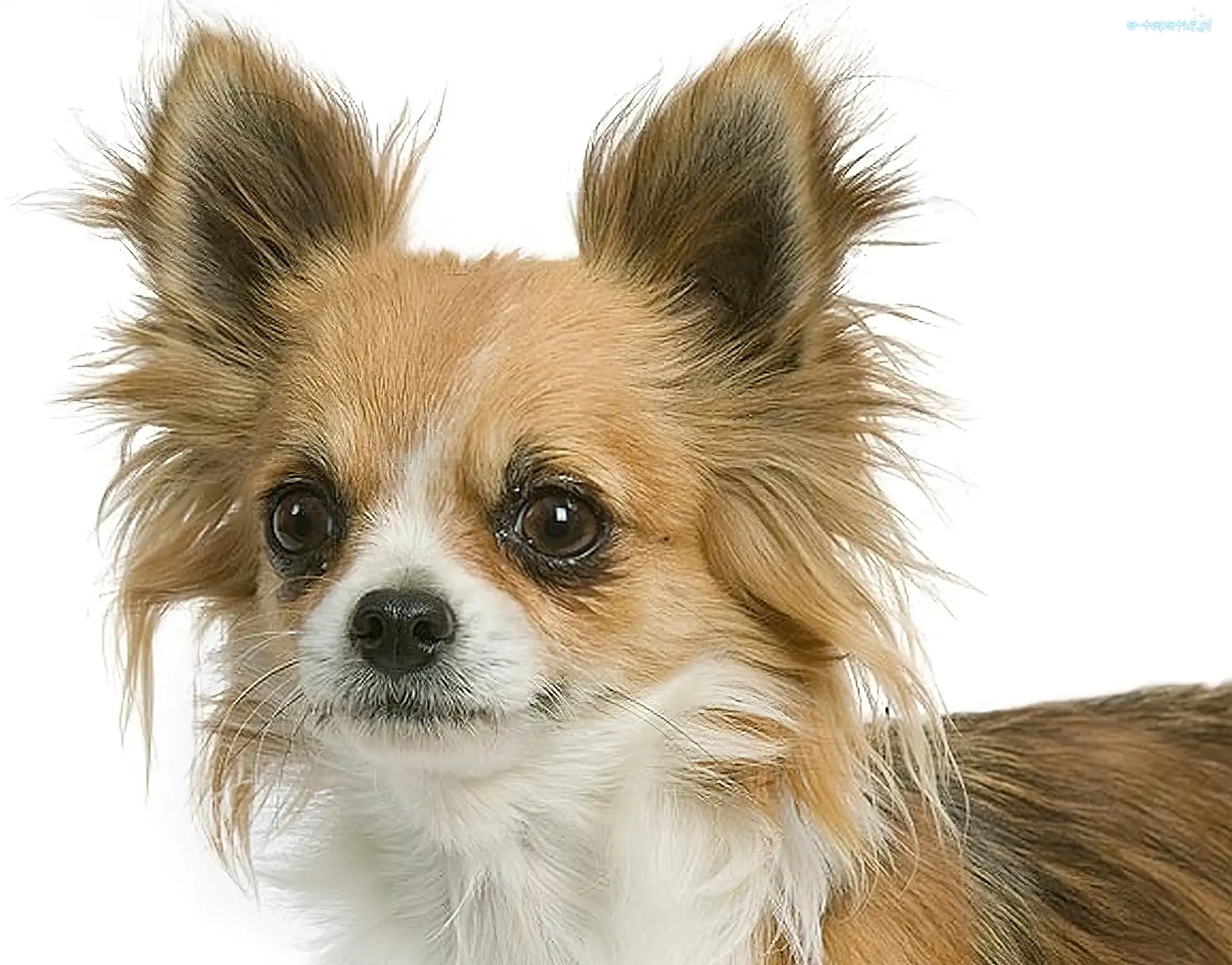 Chihuahua, Pies